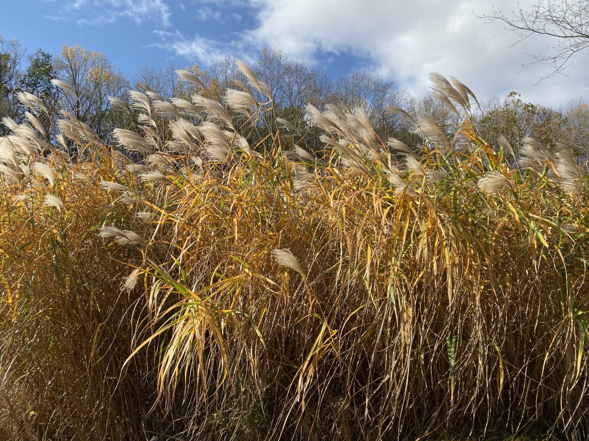 fullsizeoutput_1b82c