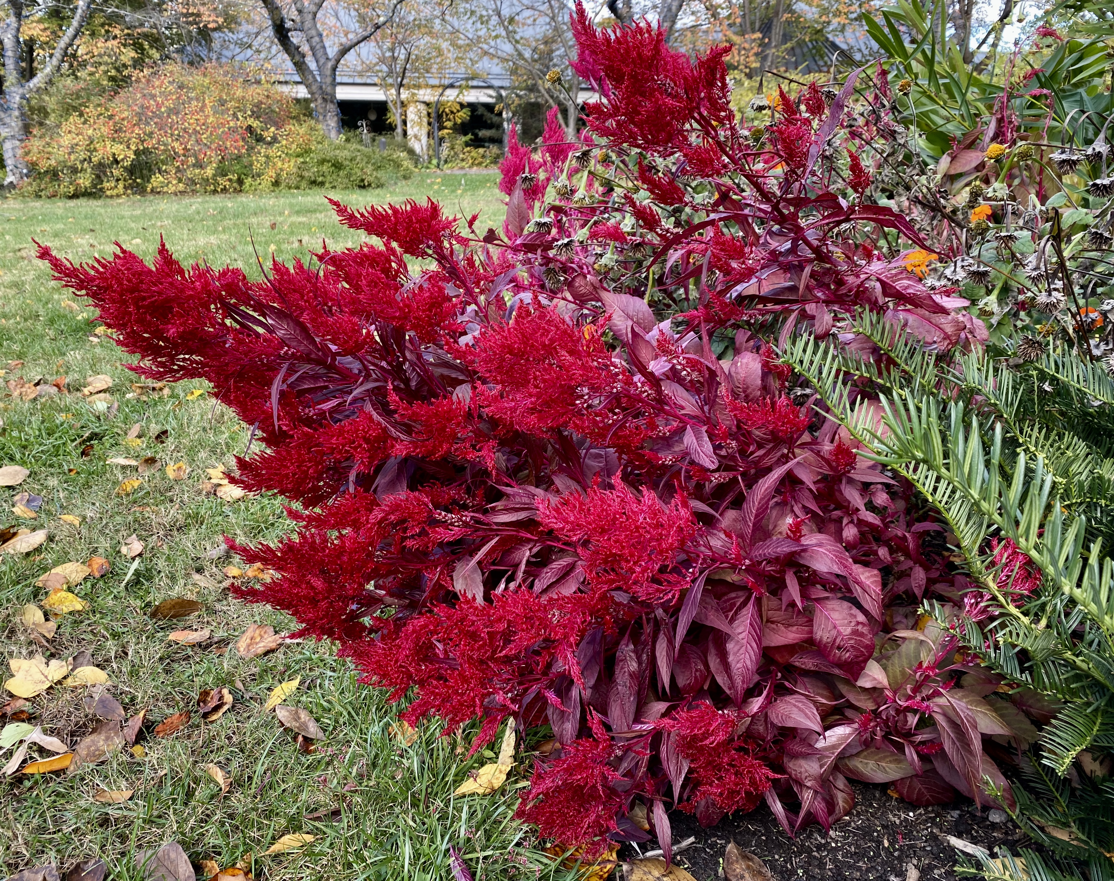 fullsizeoutput_1b854