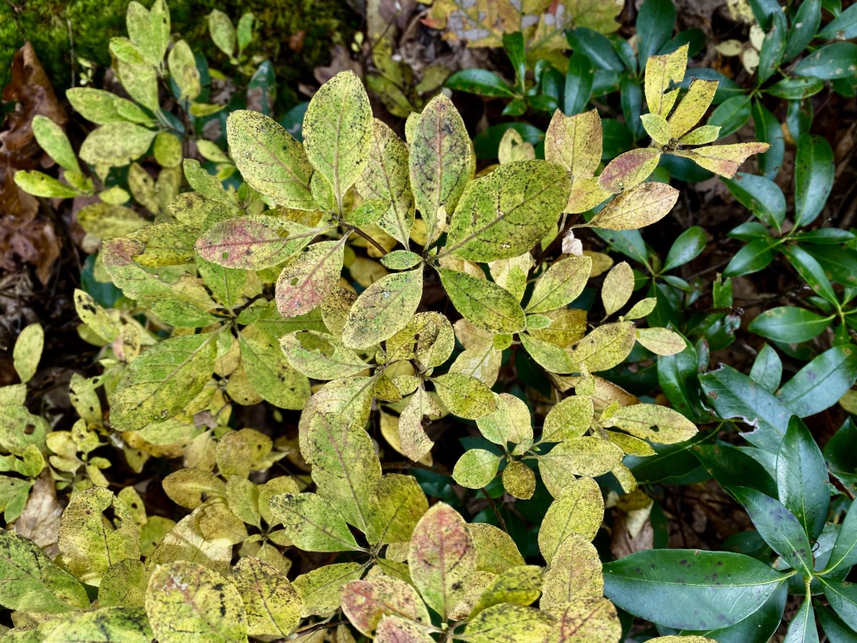 fullsizeoutput_1b8fd