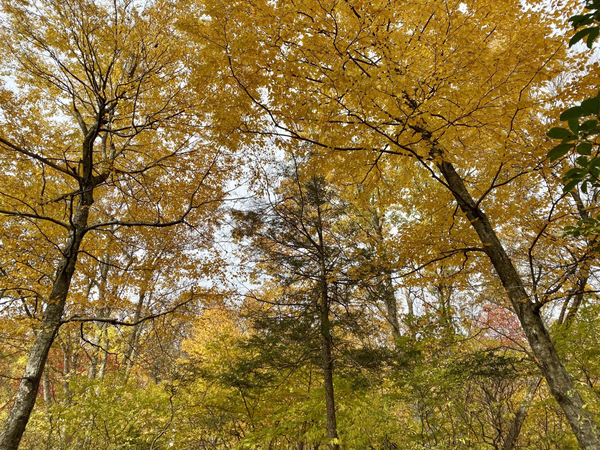 fullsizeoutput_1b8fe