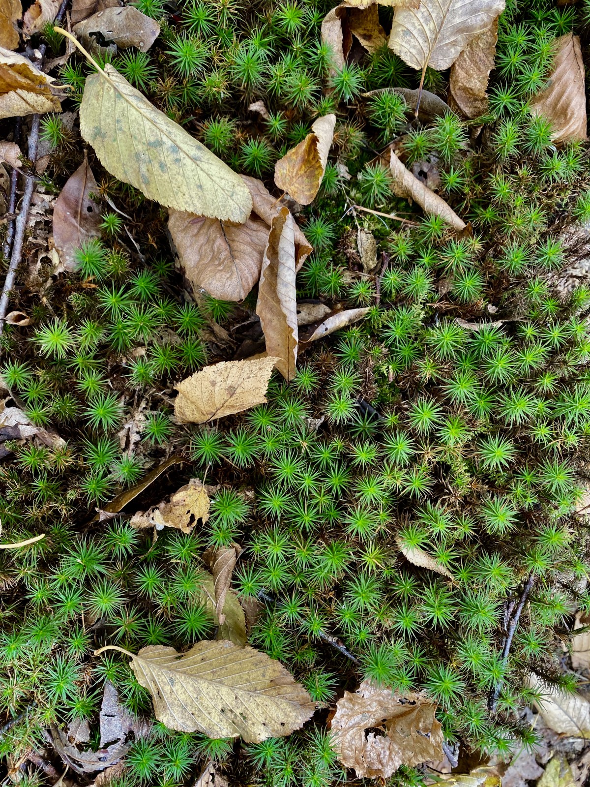 fullsizeoutput_1b8ff