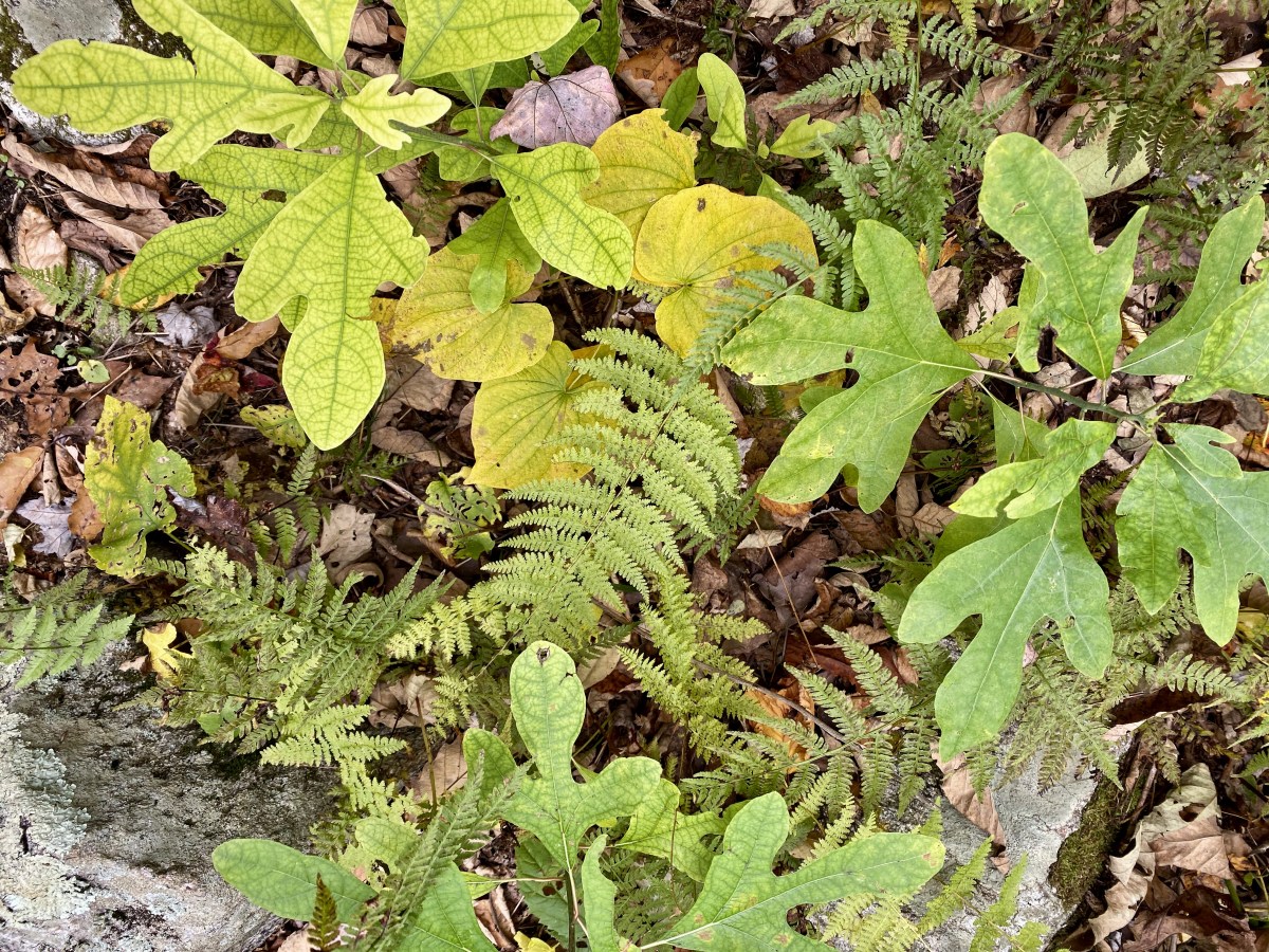 fullsizeoutput_1b901