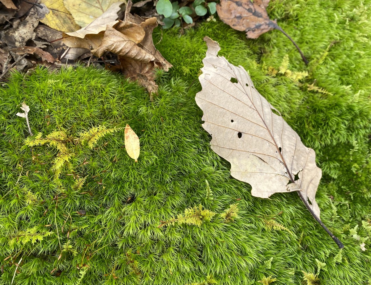 fullsizeoutput_1bac8