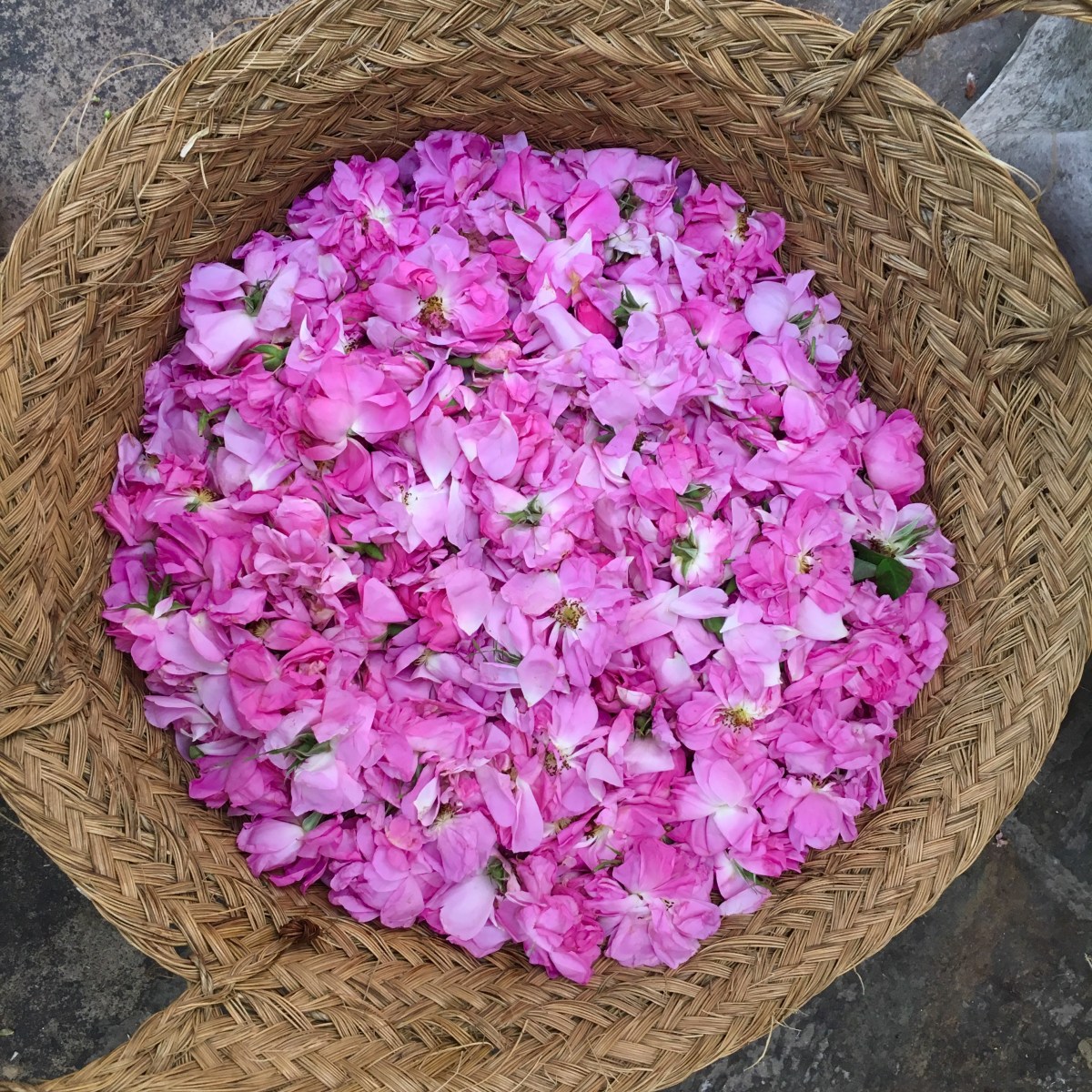 fullsizeoutput_1832c