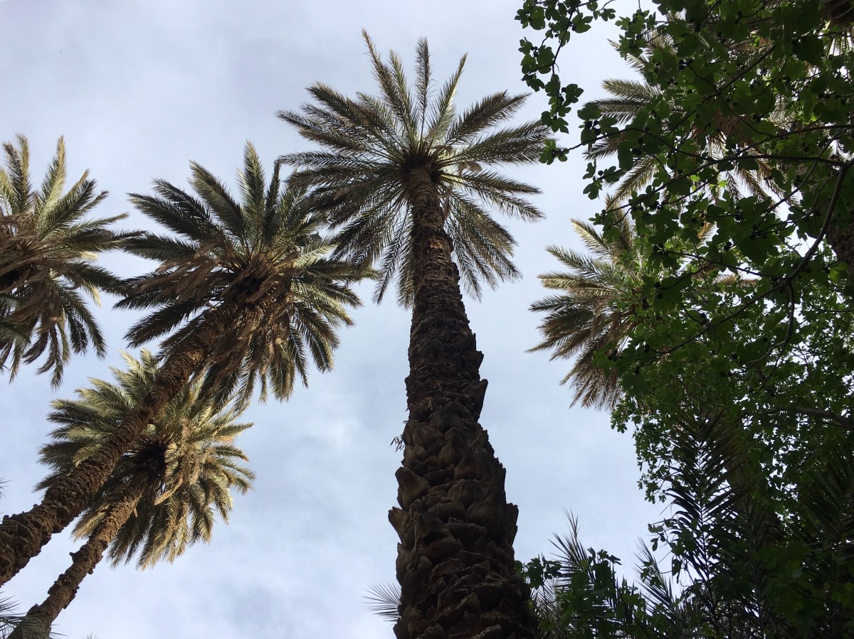 fullsizeoutput_19091