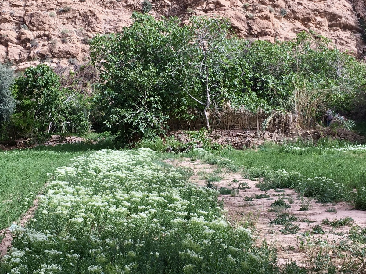 fullsizeoutput_1c084