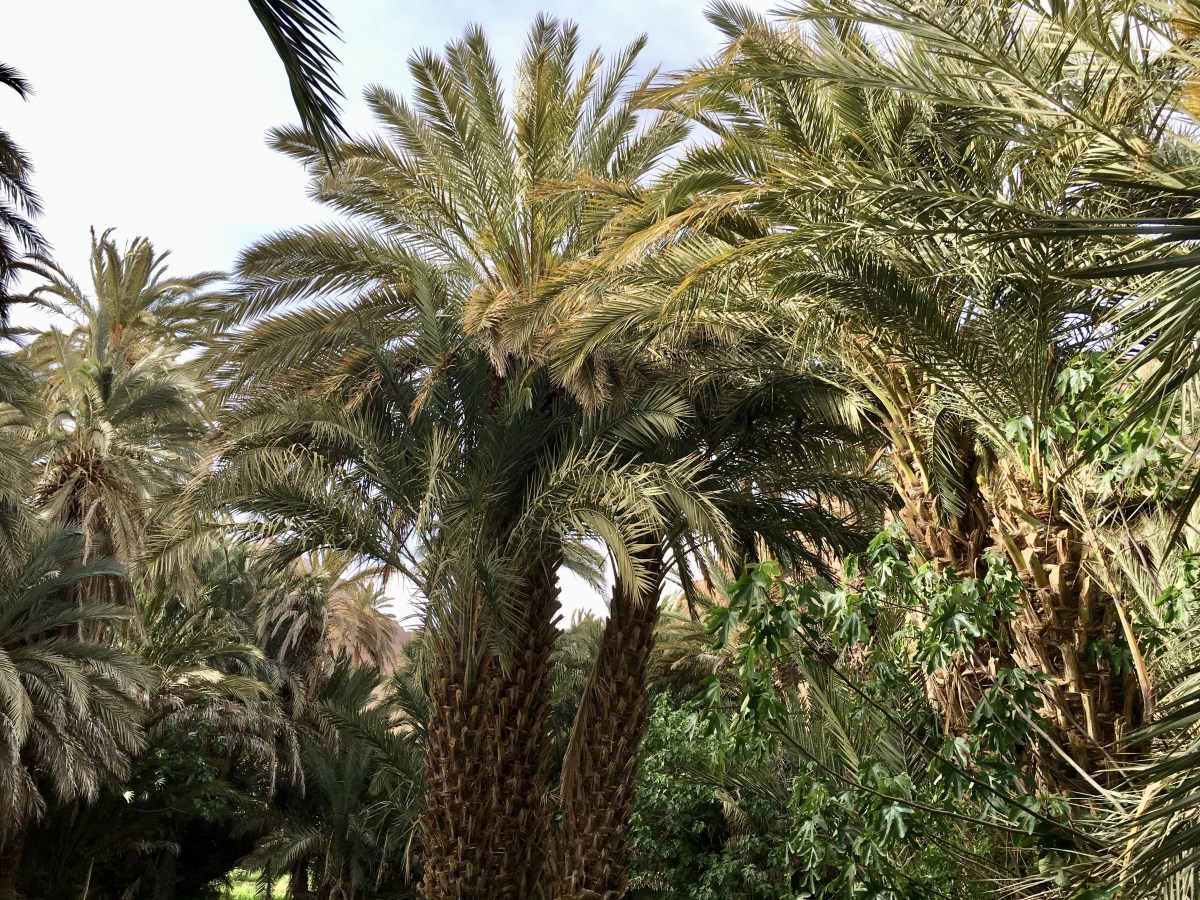 fullsizeoutput_1c0e1