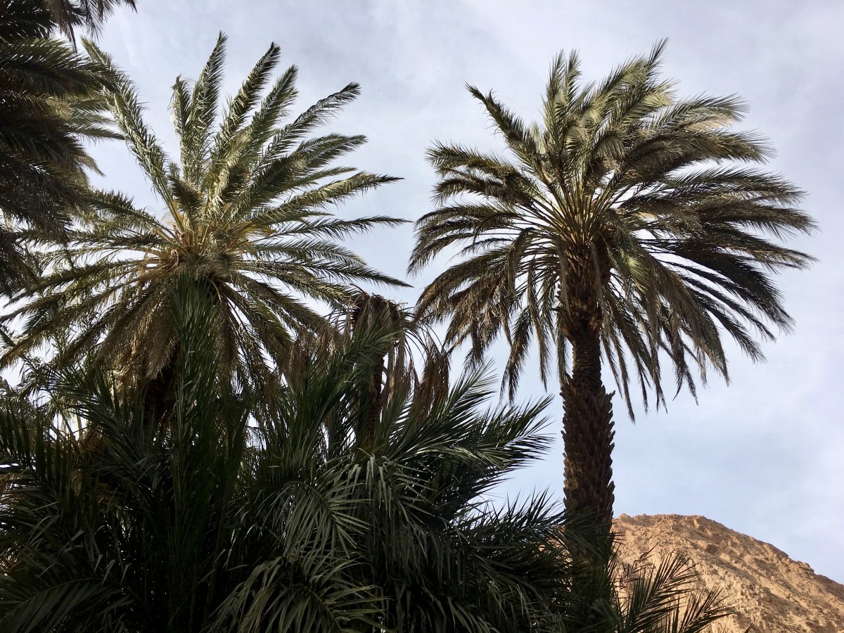 fullsizeoutput_1c0e9