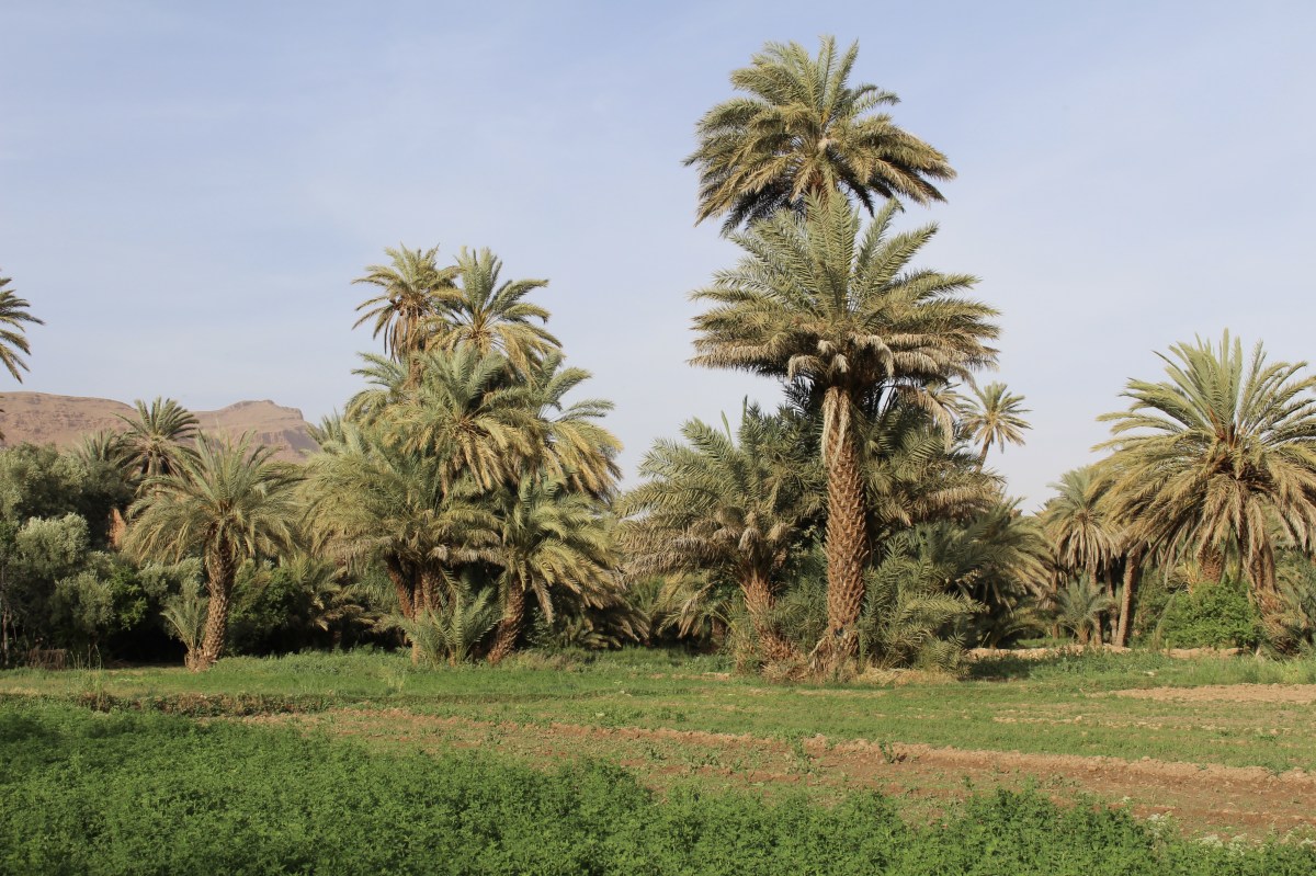 fullsizeoutput_1c150