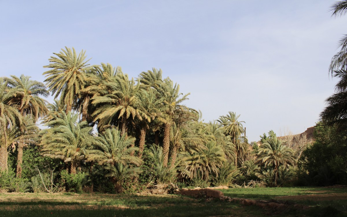 fullsizeoutput_1c154