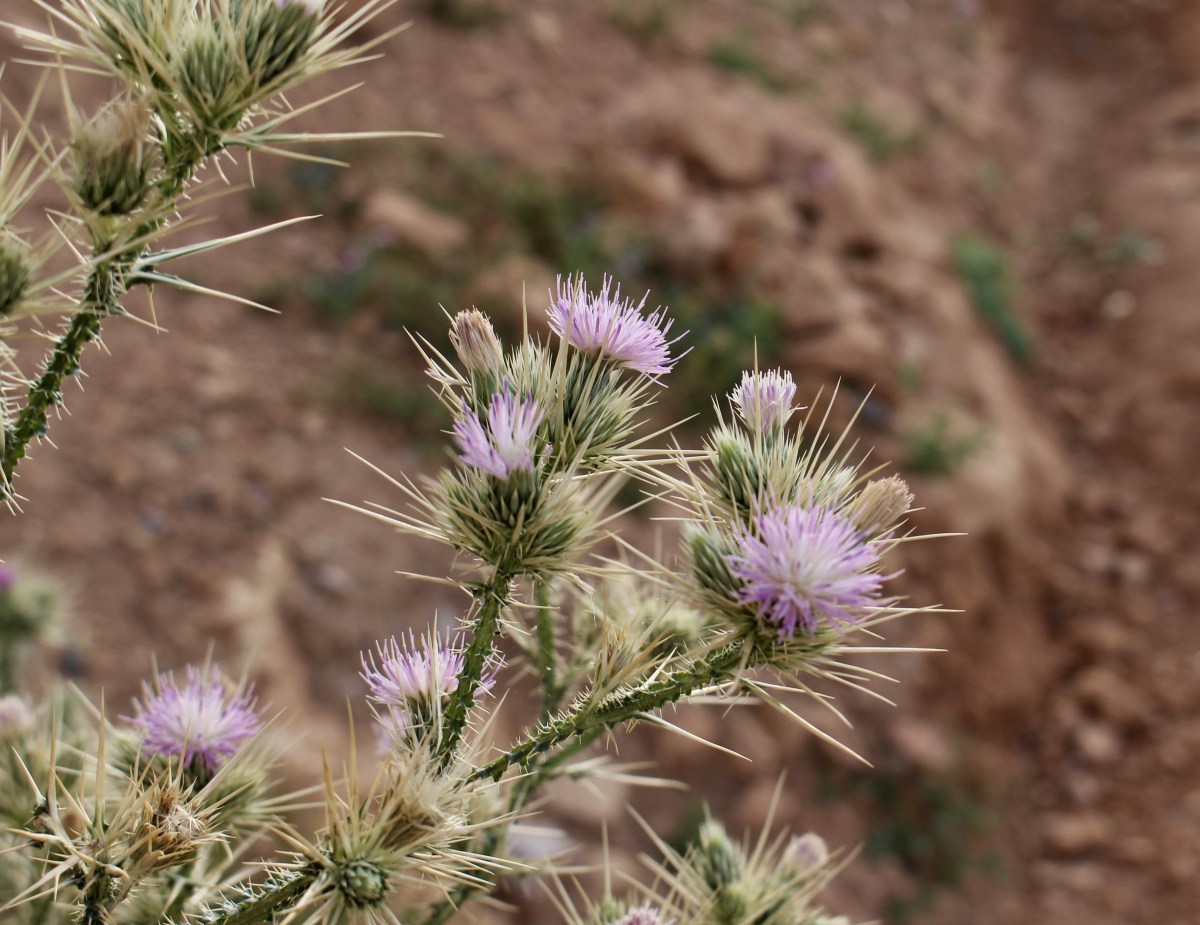 fullsizeoutput_1c164