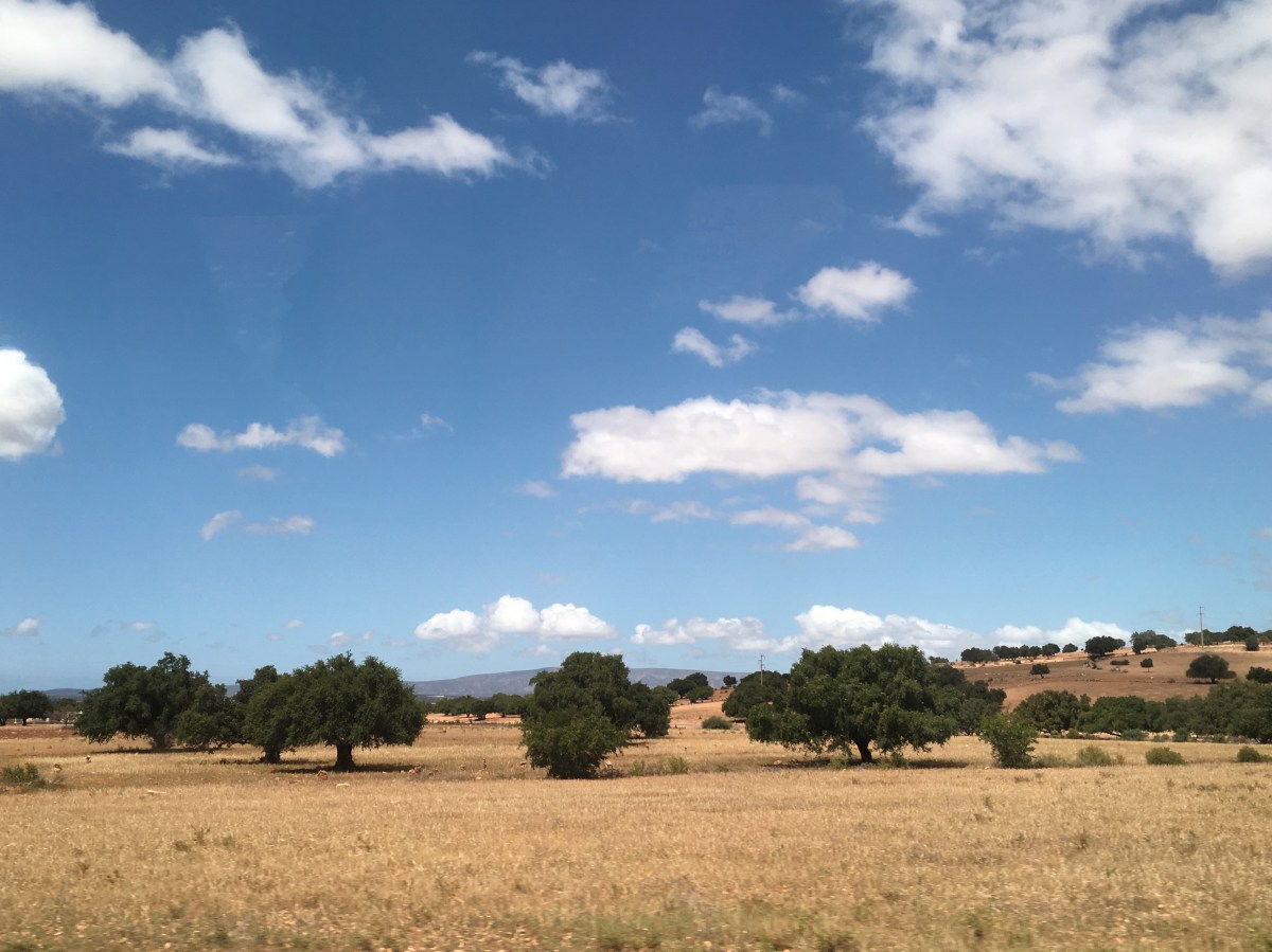 fullsizeoutput_18295