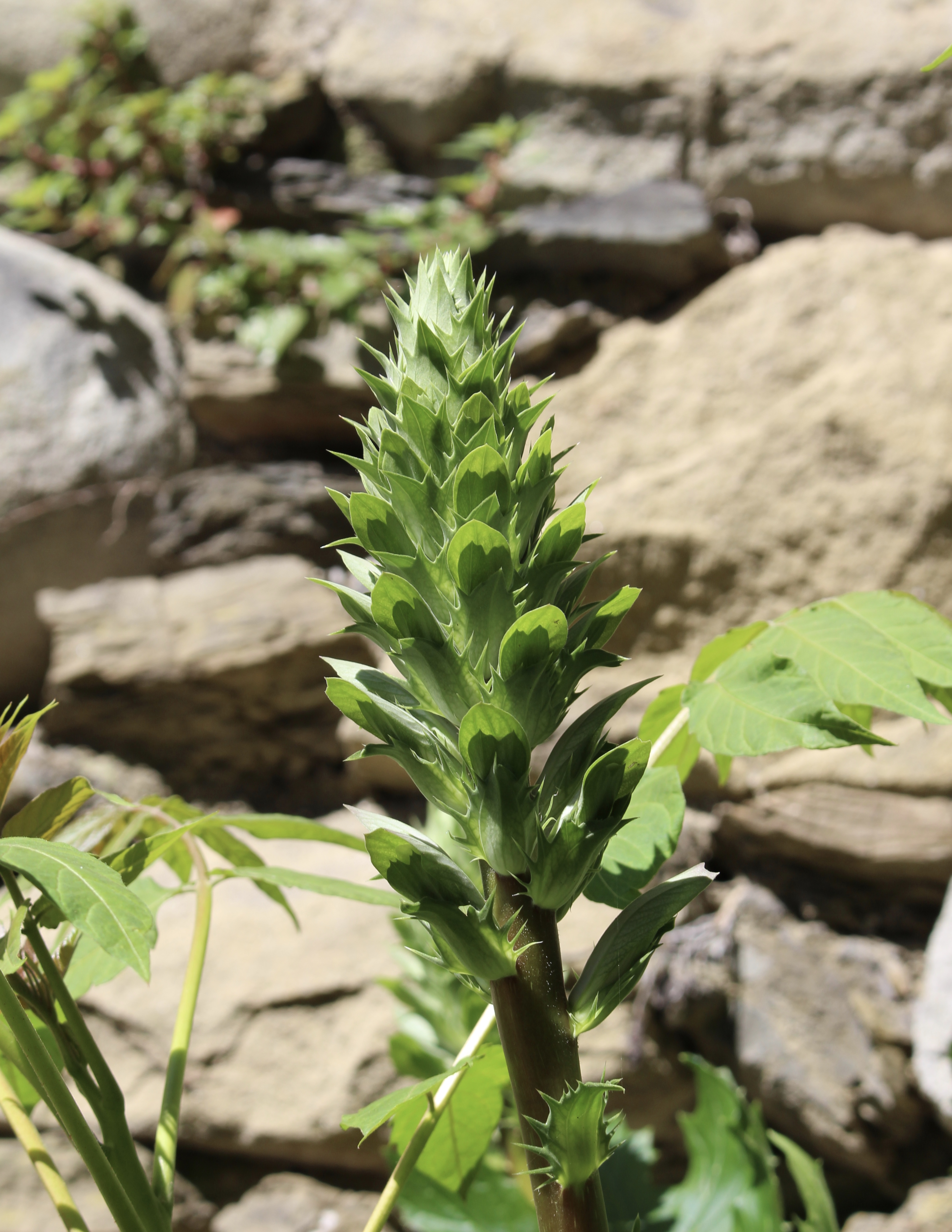 fullsizeoutput_1c70b