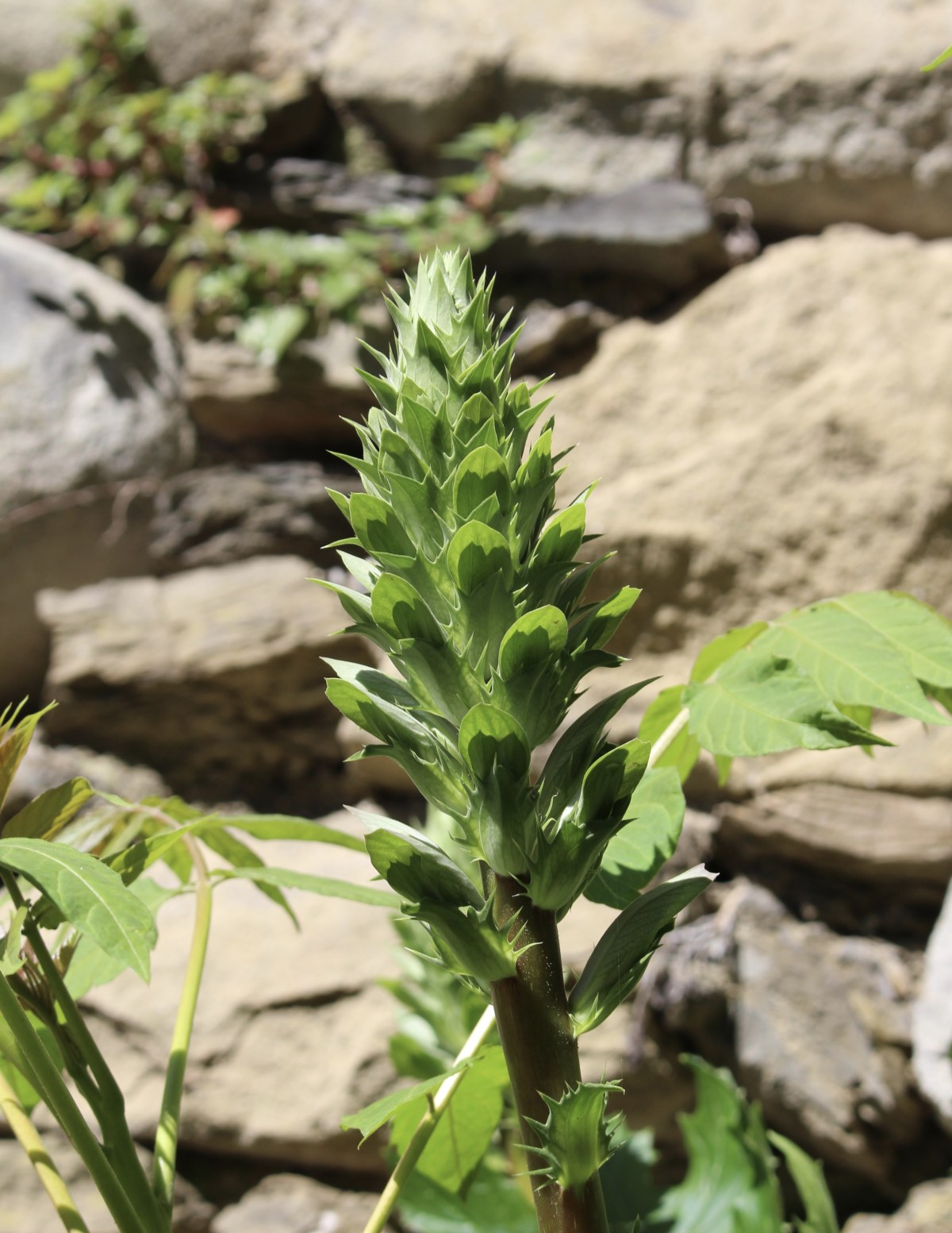 fullsizeoutput_1c70b