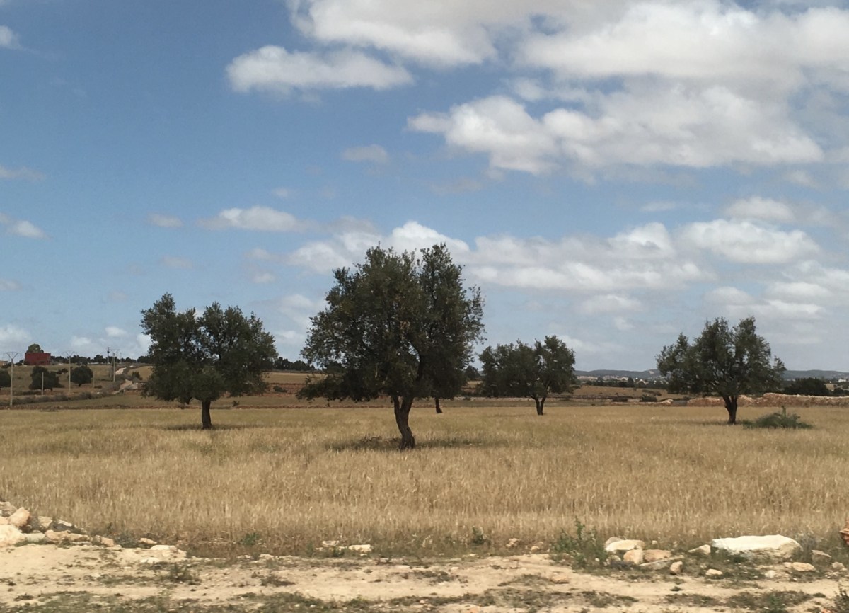 fullsizeoutput_1ca7e