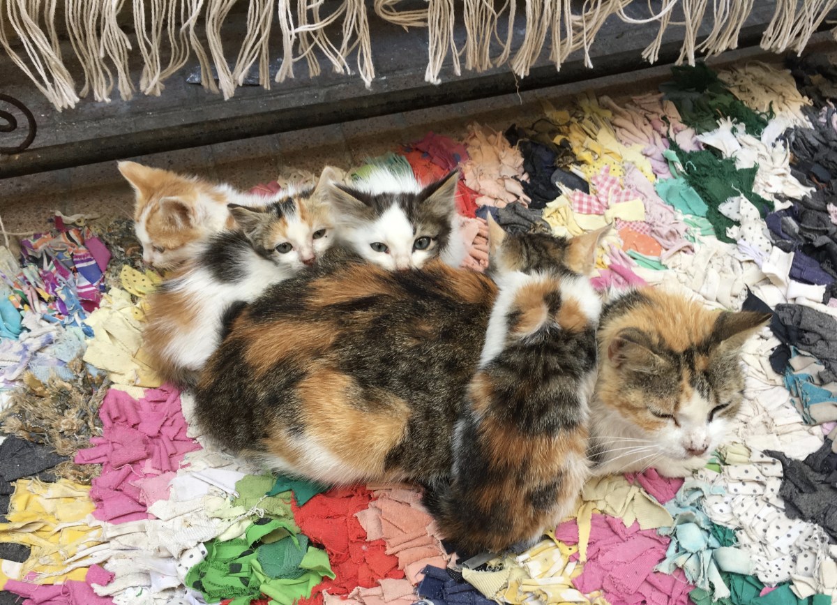 fullsizeoutput_1ca8f