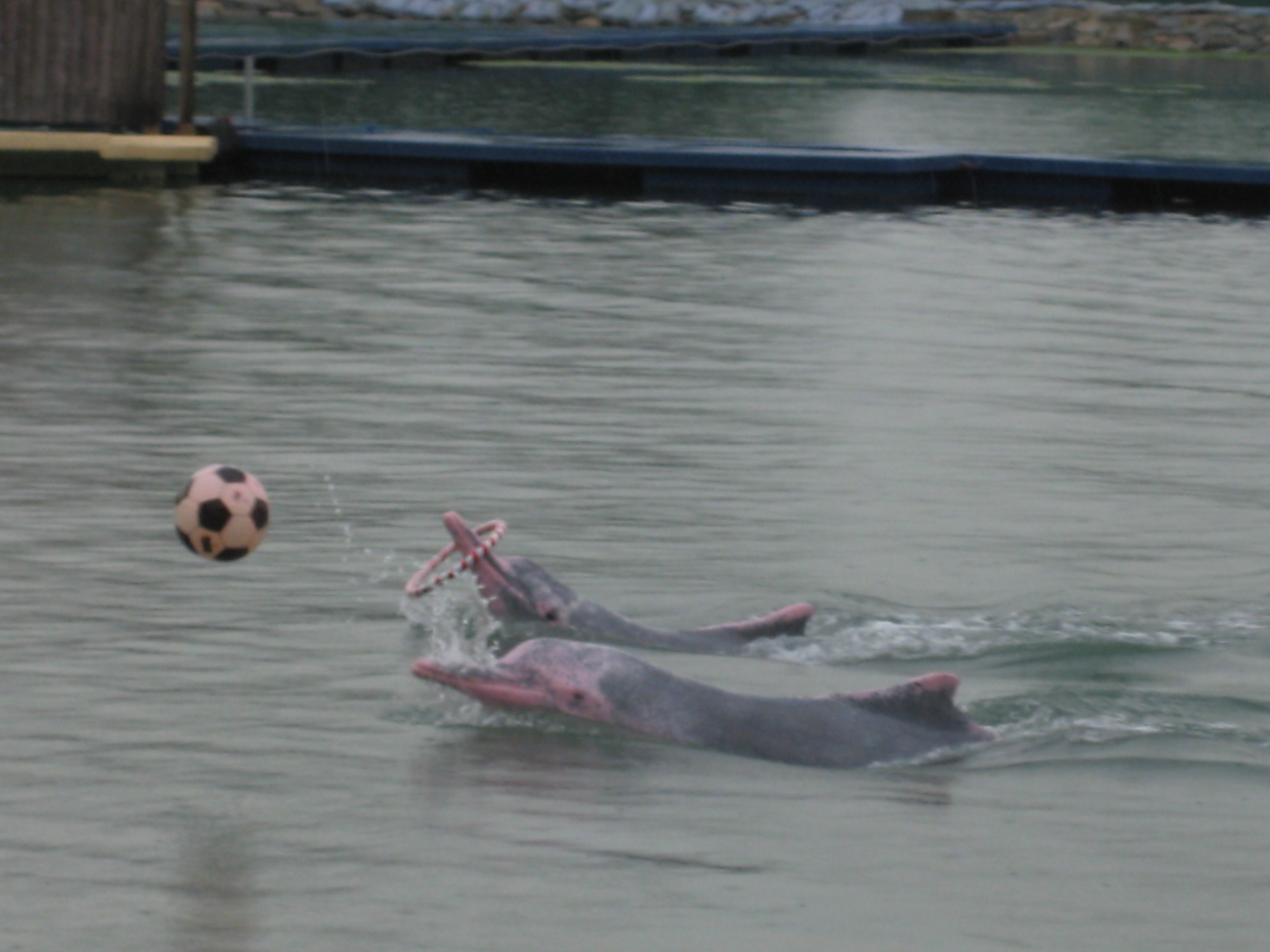 NYEgyptSingapore 858