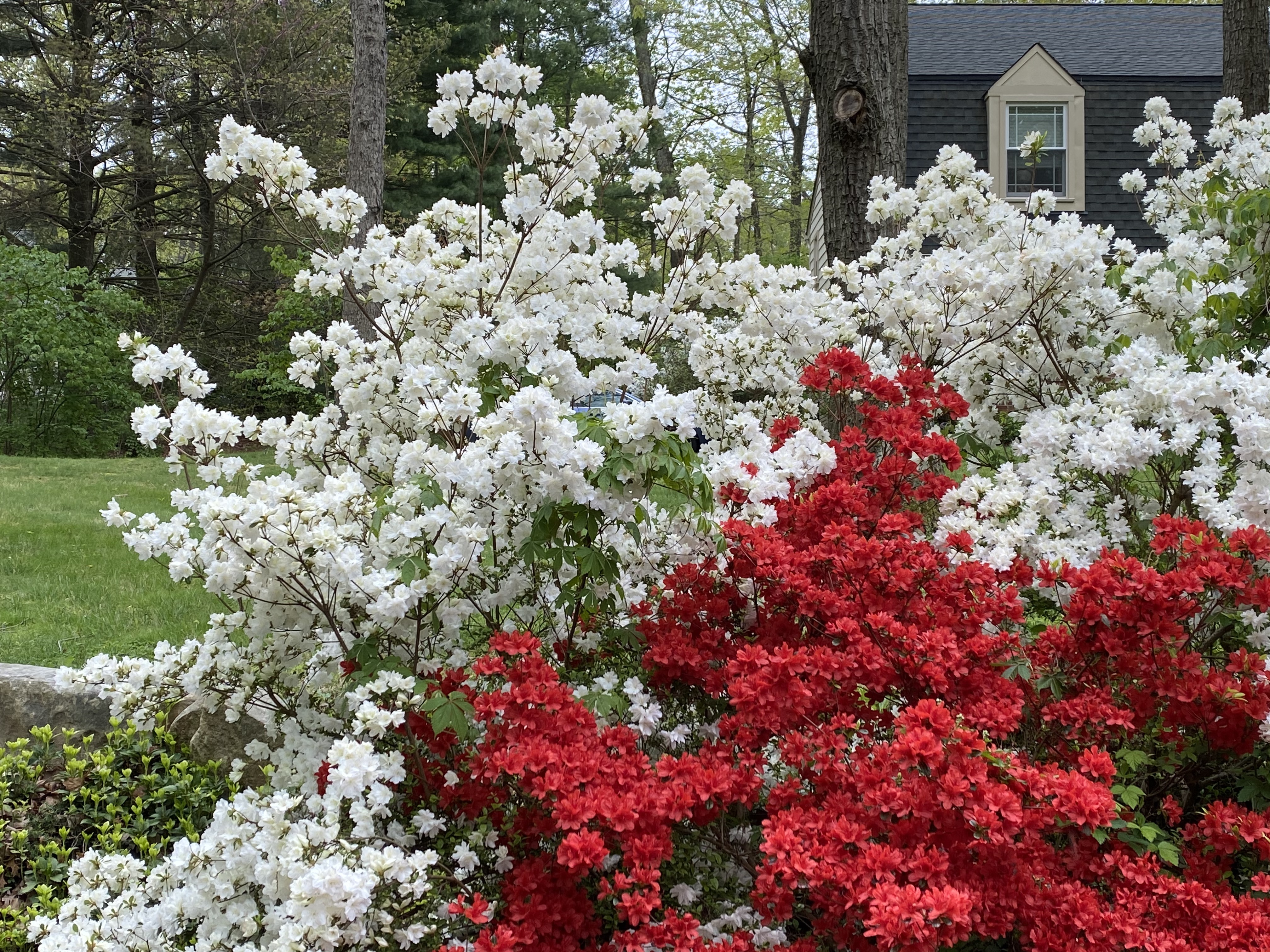 faqXazkQTgy8wceSaRNGHg