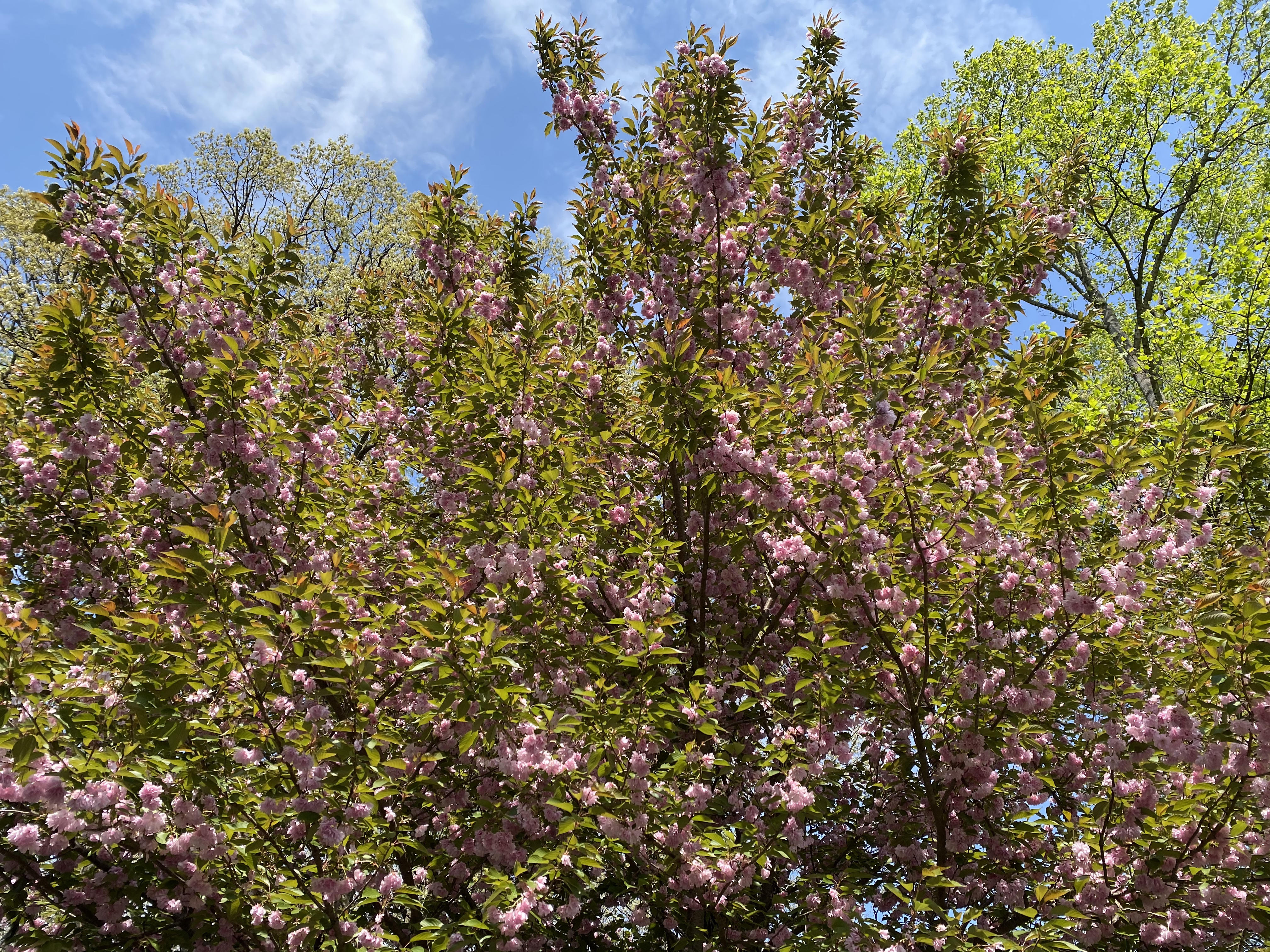 fullsizeoutput_1cea0