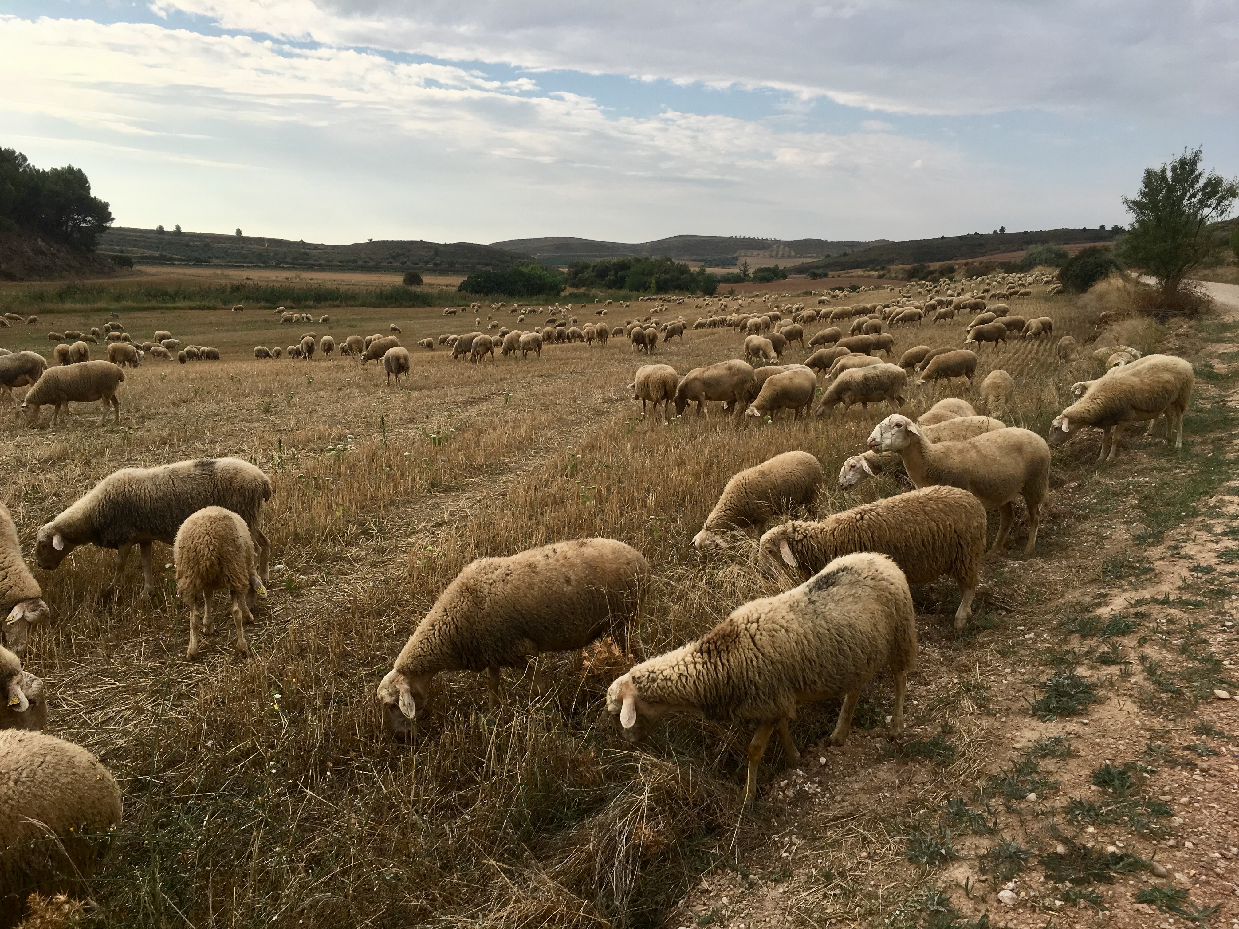 fullsizeoutput_16ffc