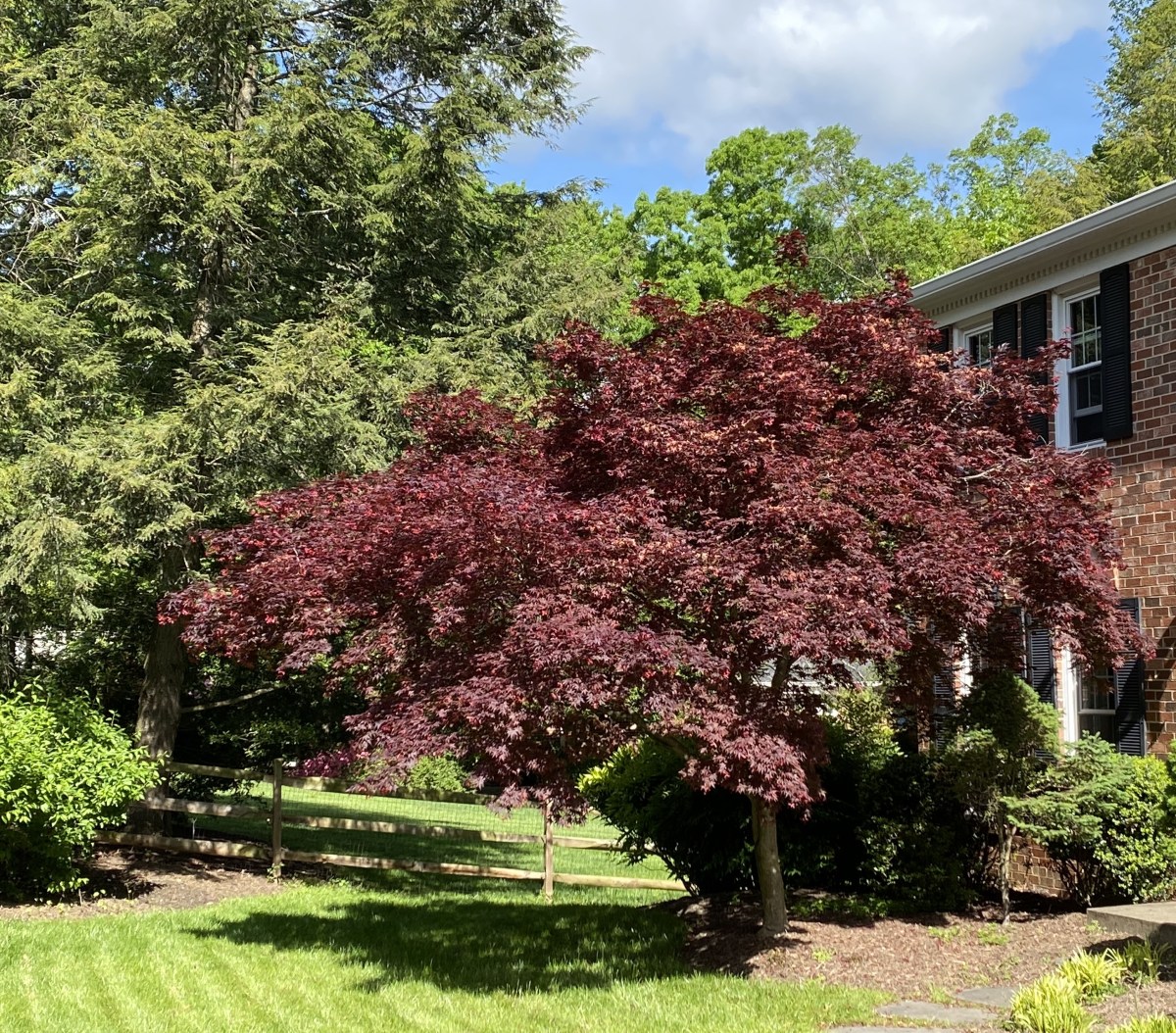 fullsizeoutput_1d60b