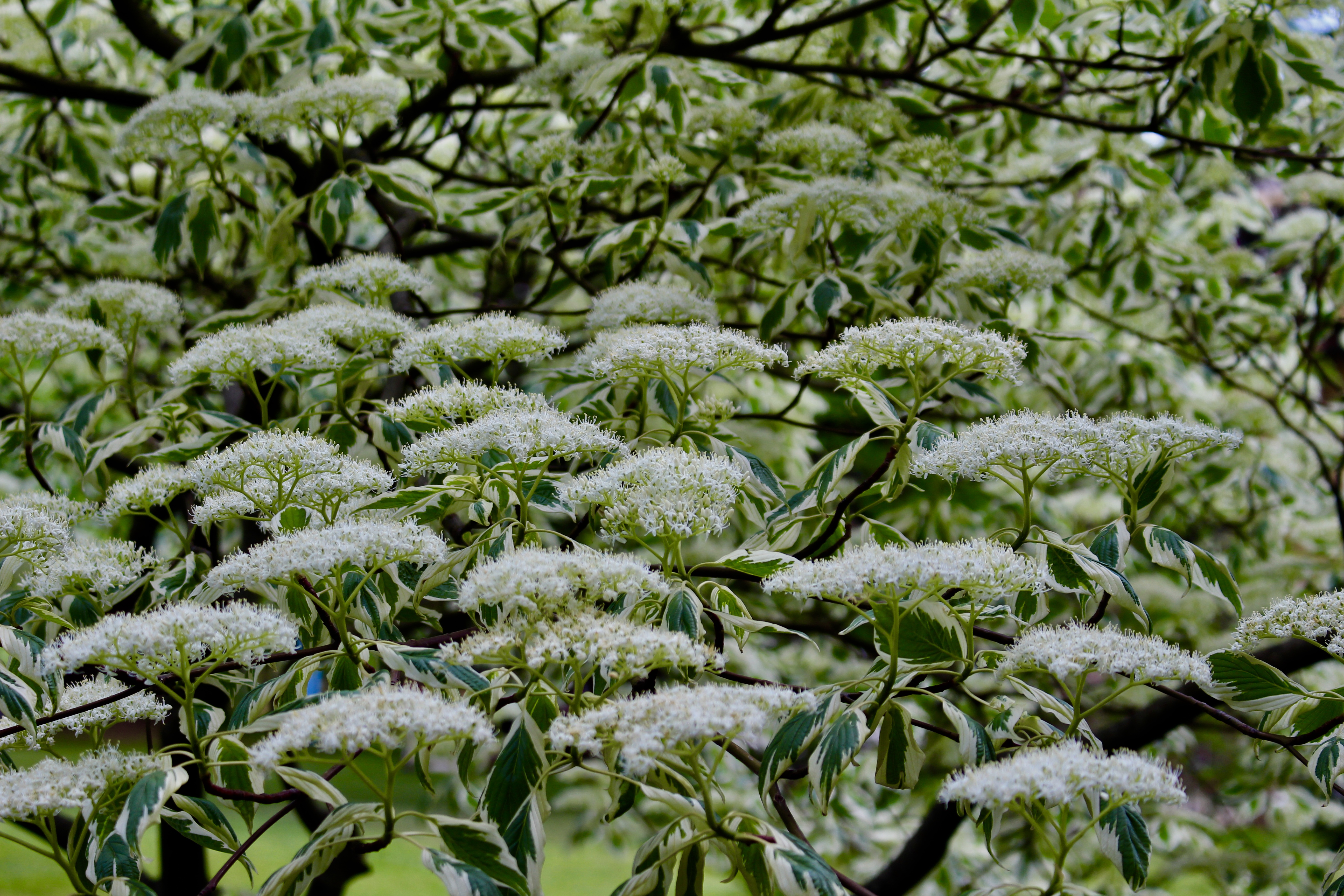 fullsizeoutput_1d731