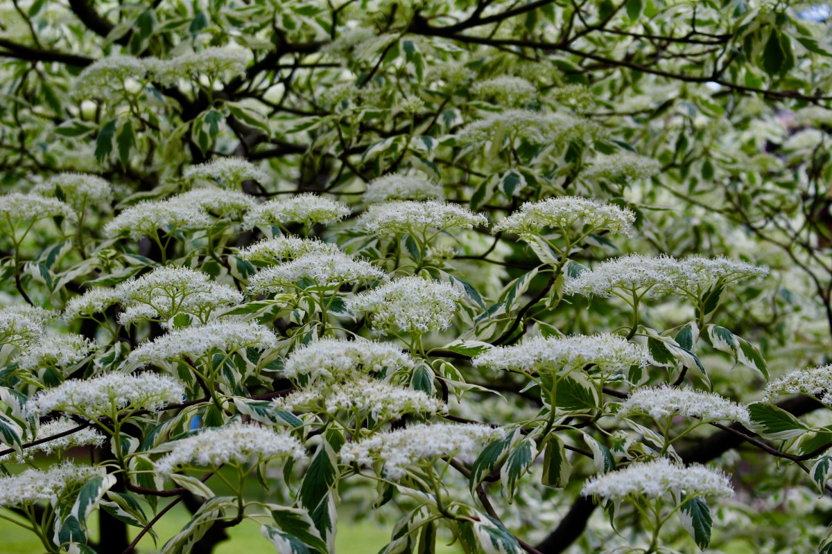 fullsizeoutput_1d731