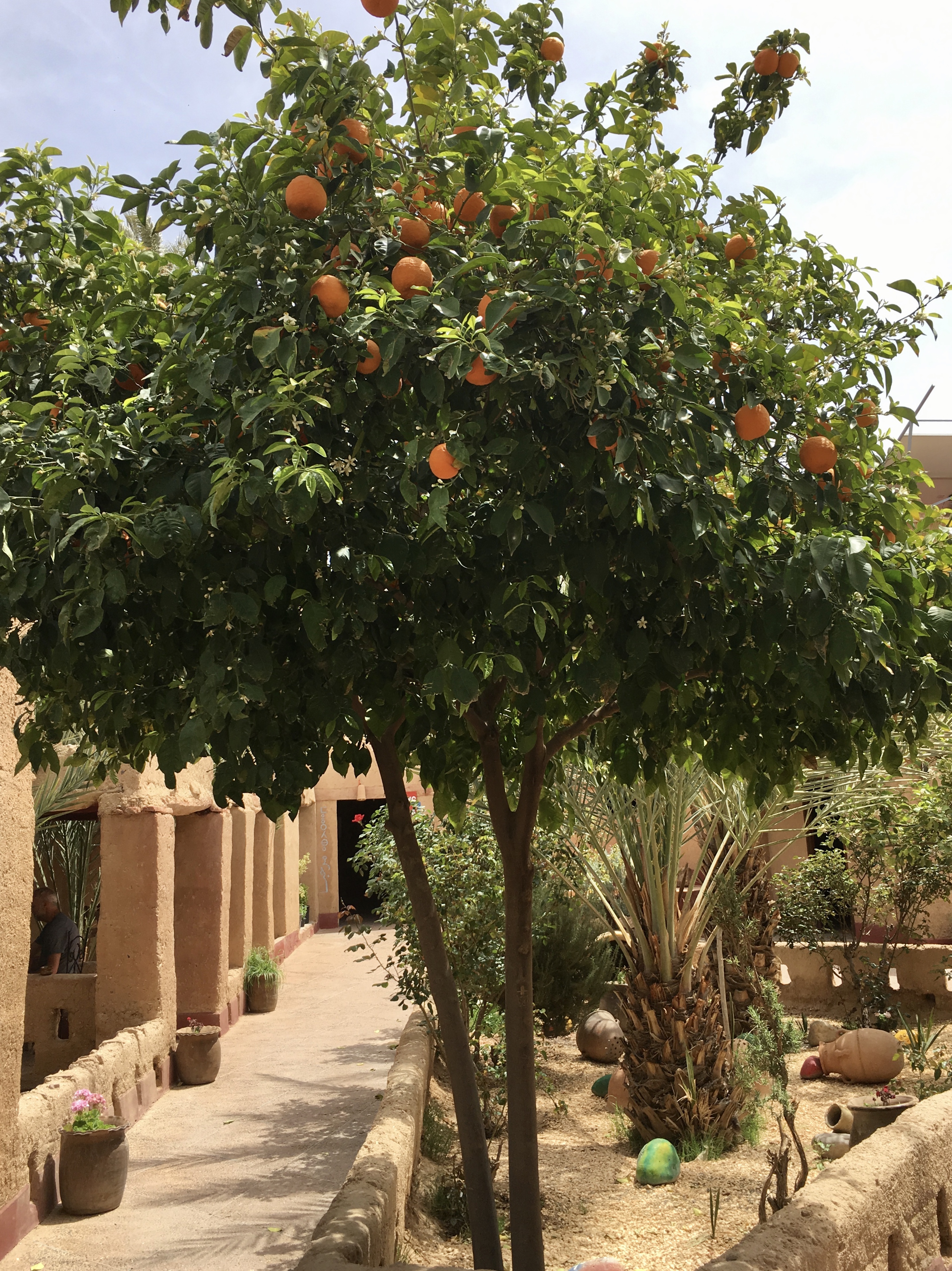 fullsizeoutput_1c076