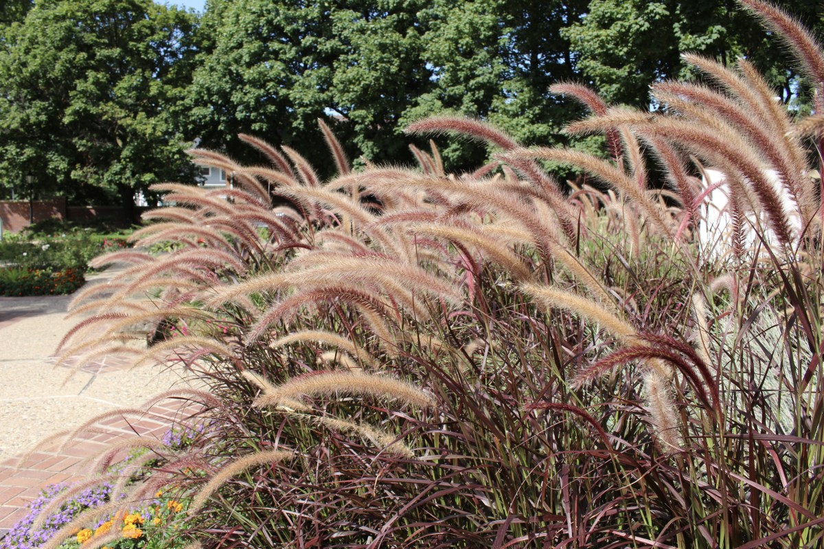 fullsizeoutput_1c2e1