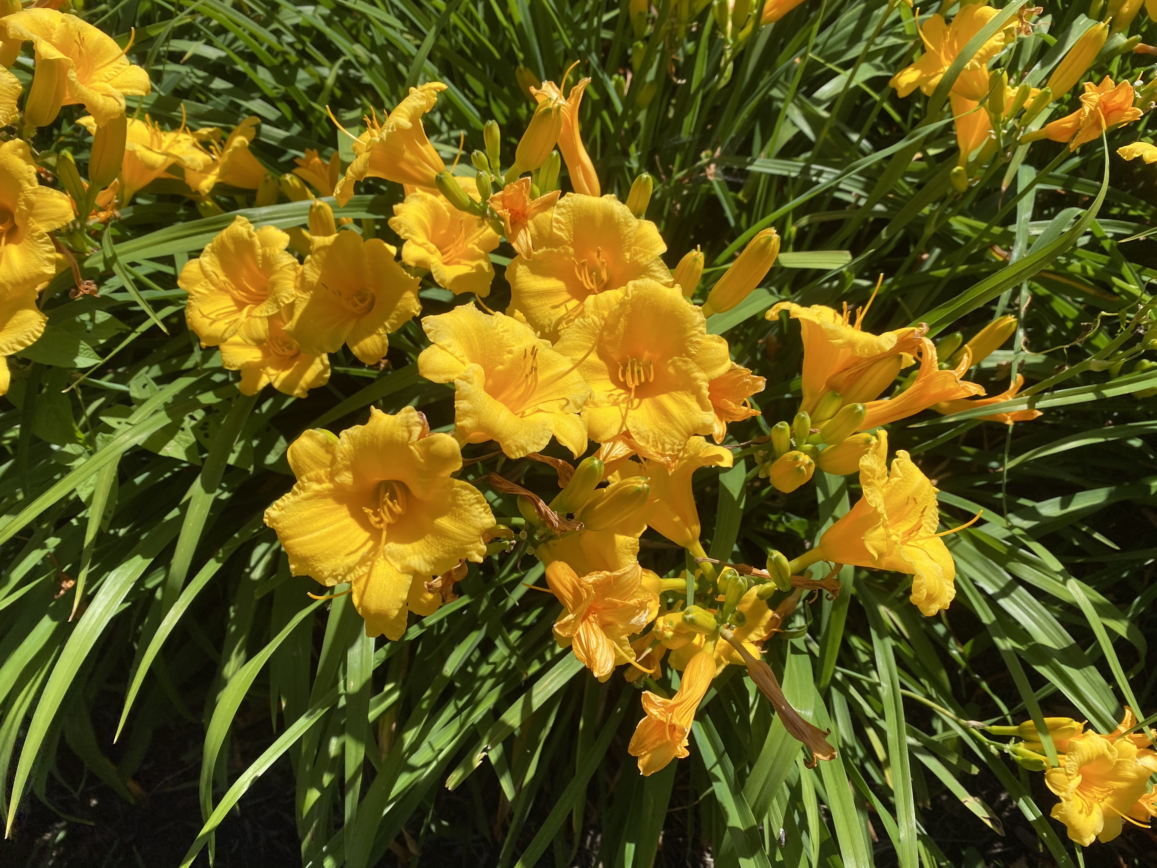 fullsizeoutput_1d9a1