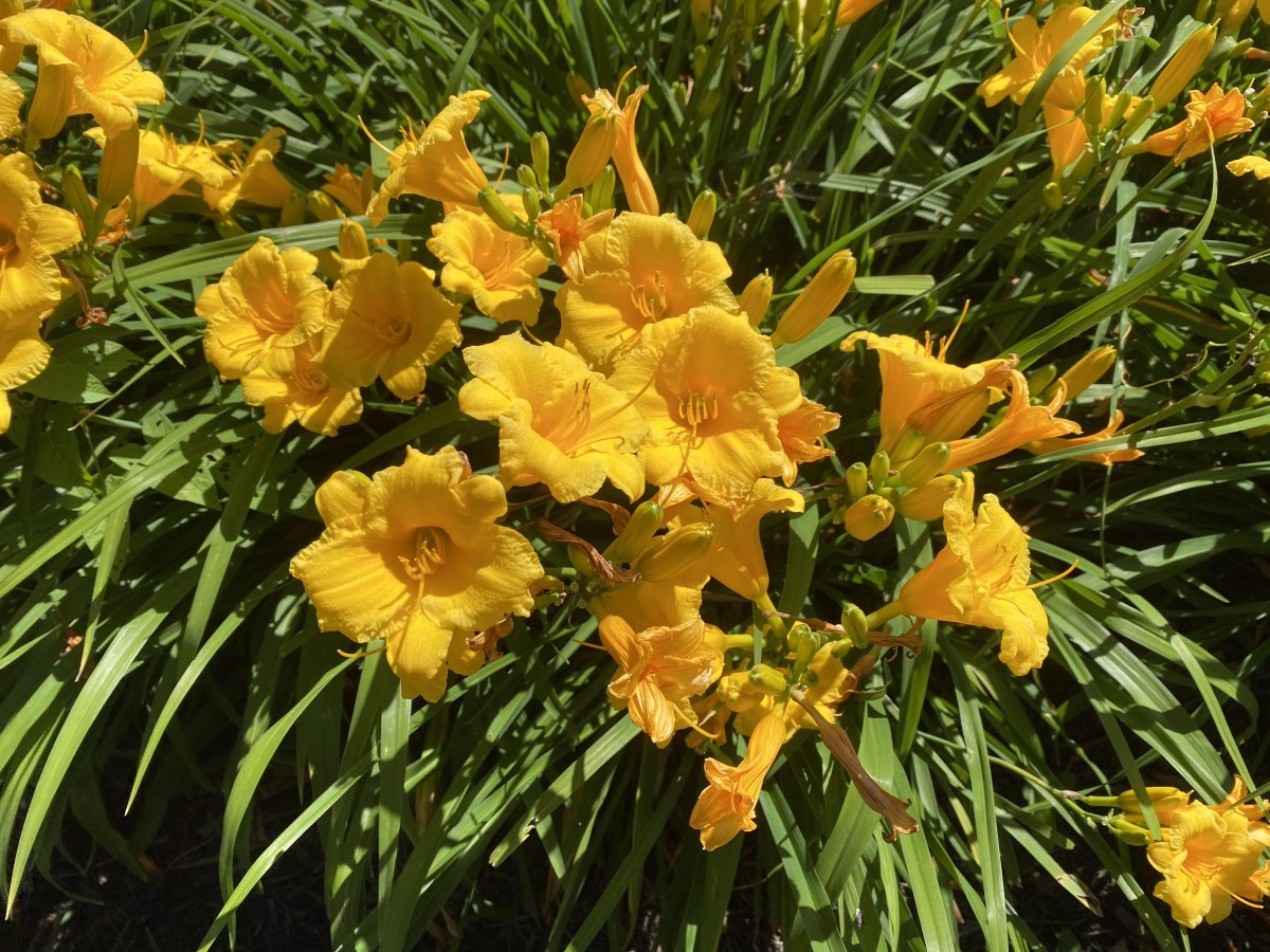 fullsizeoutput_1d9a1