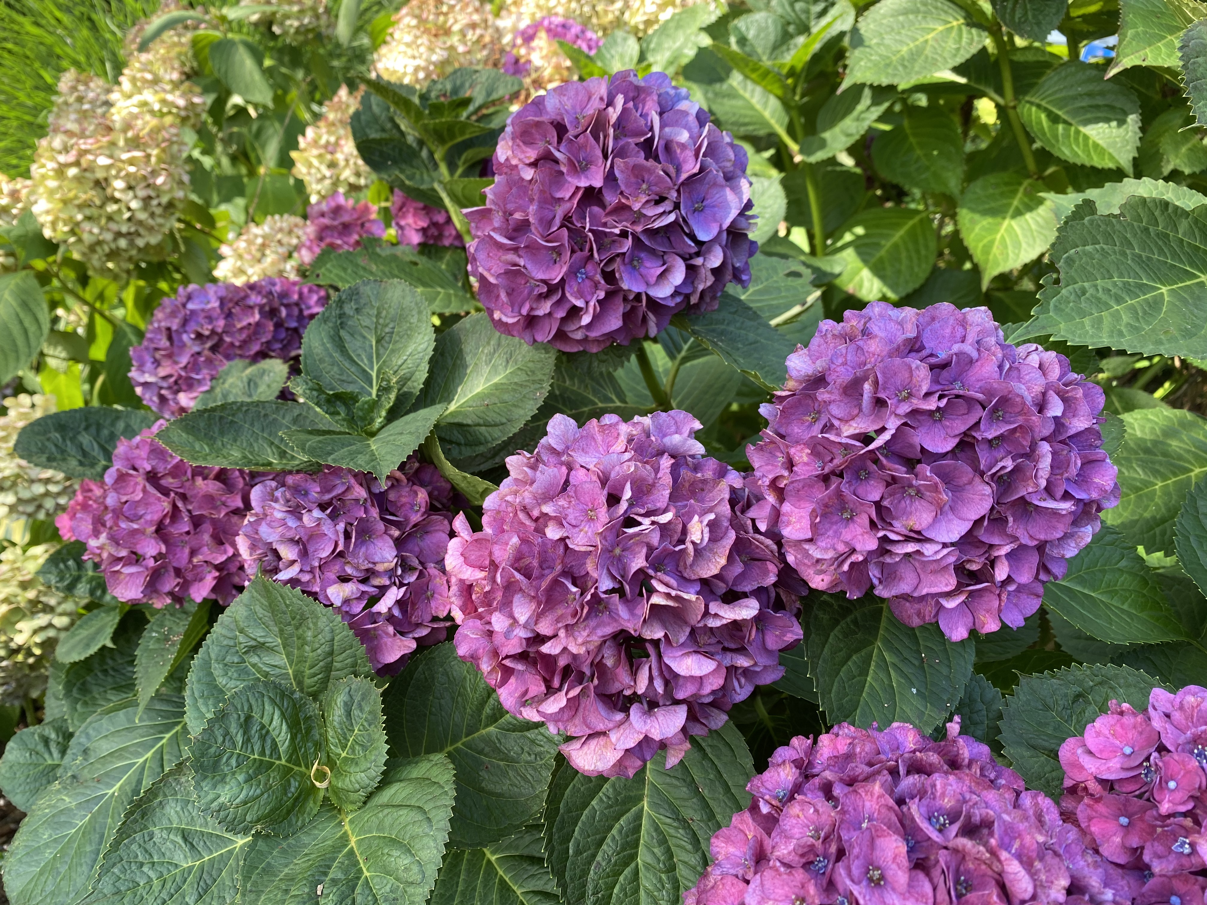 alP2ToXERUa2rWWXI71pVw