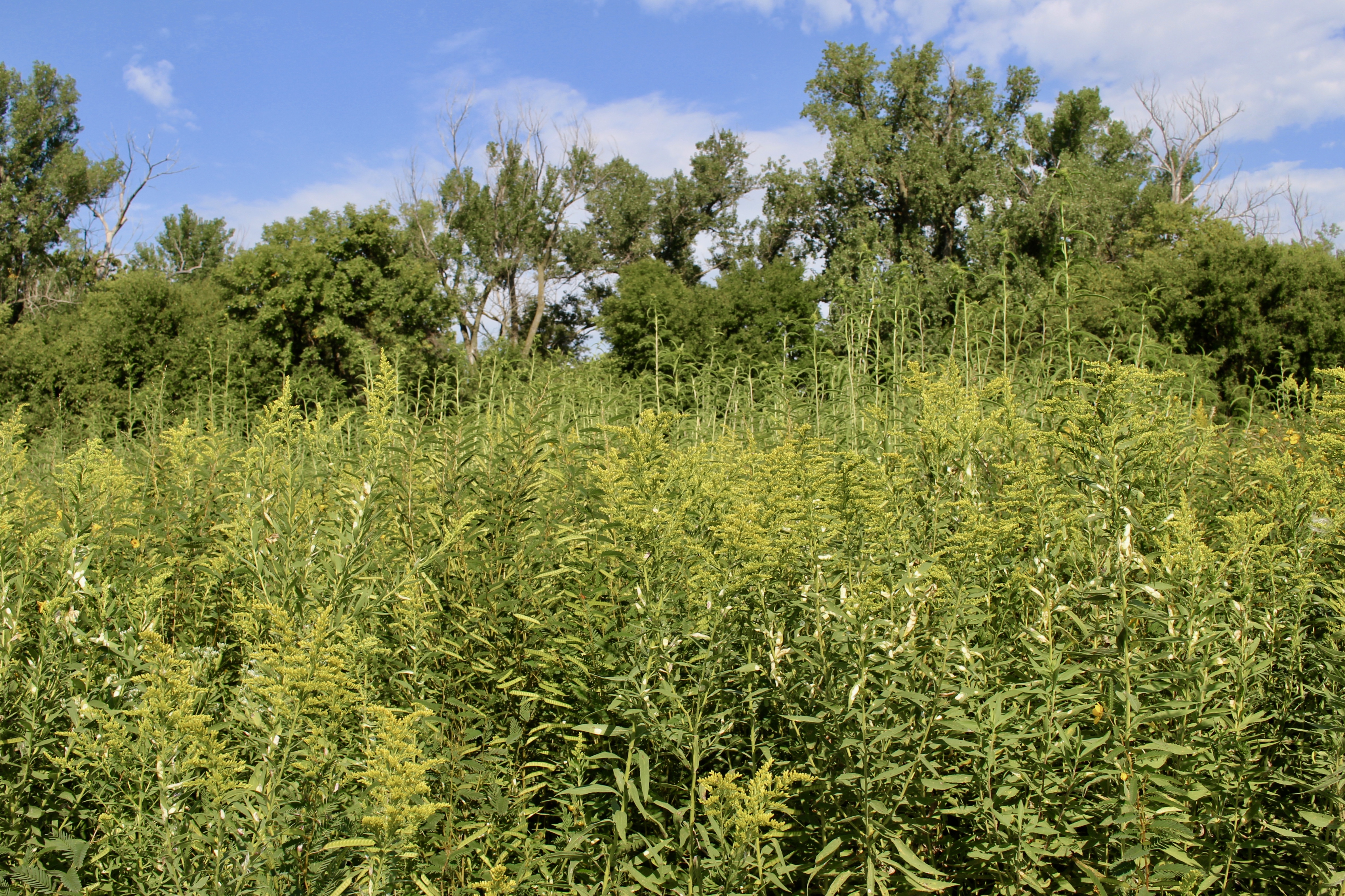 fullsizeoutput_1c3ea