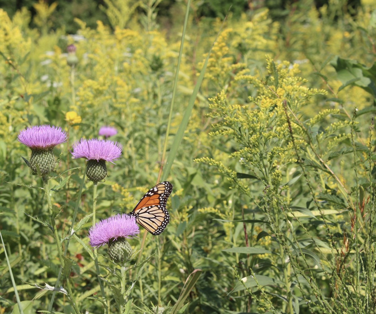 fullsizeoutput_1c3ee