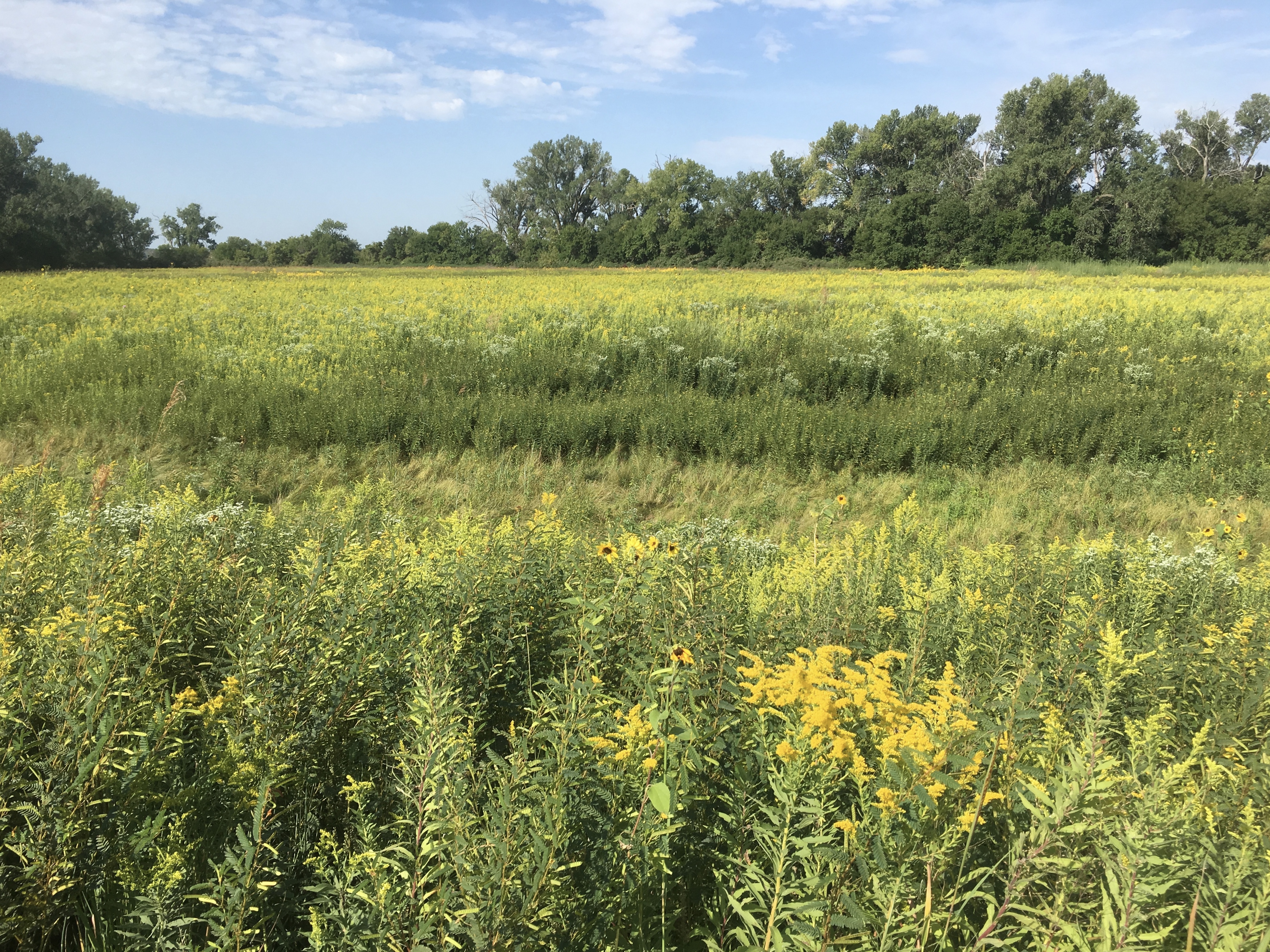 fullsizeoutput_1c3fc