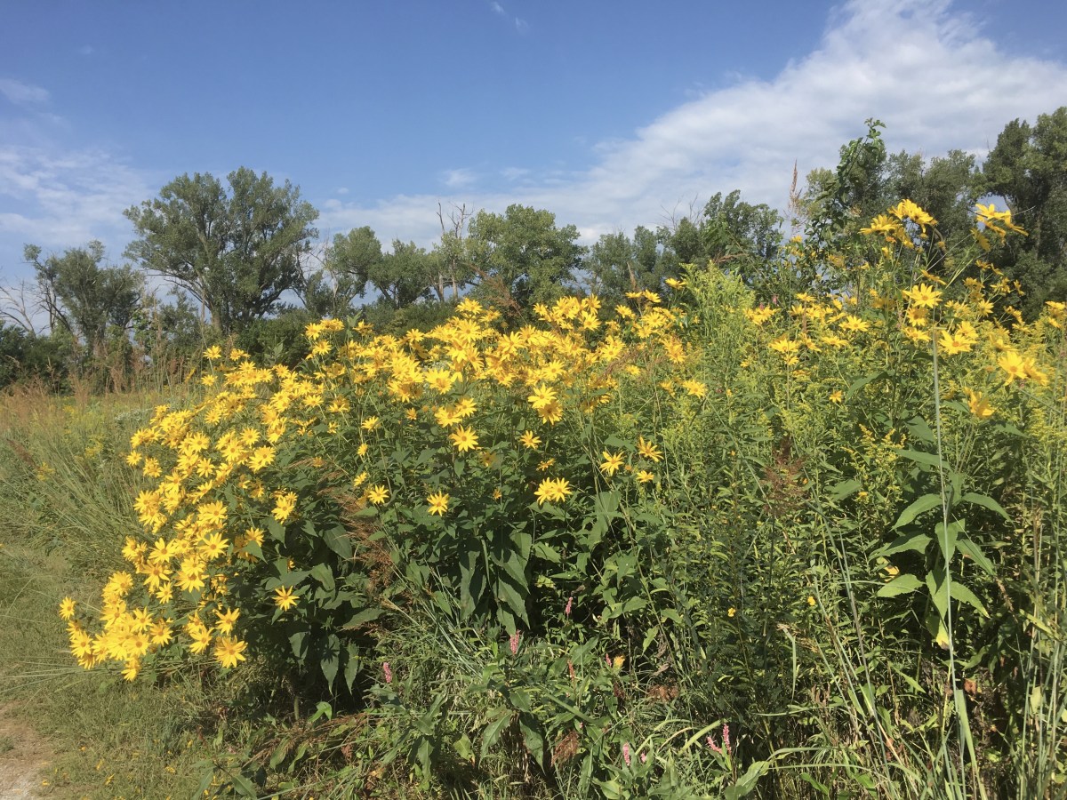 fullsizeoutput_1c42e