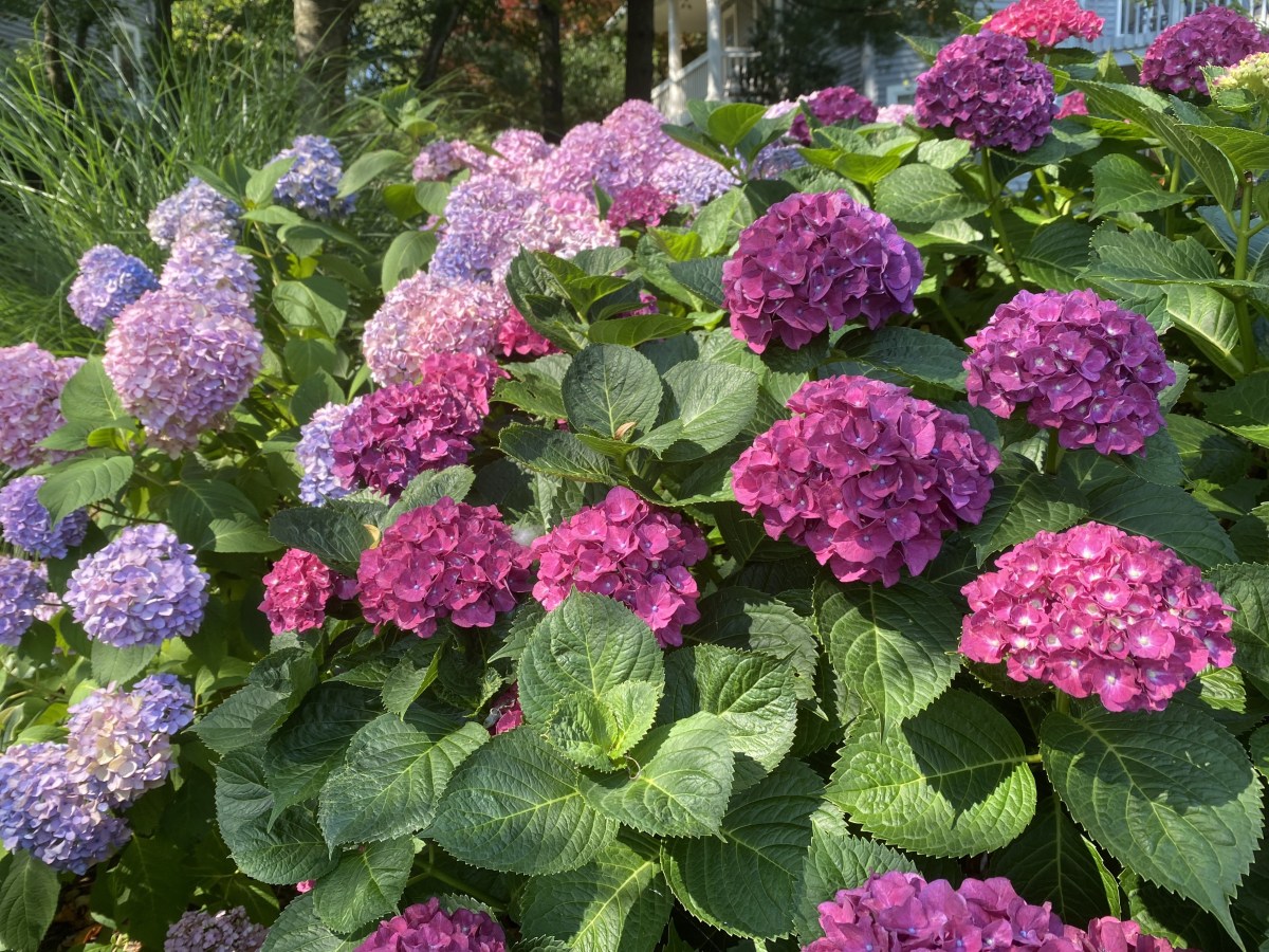 fullsizeoutput_1dcc6