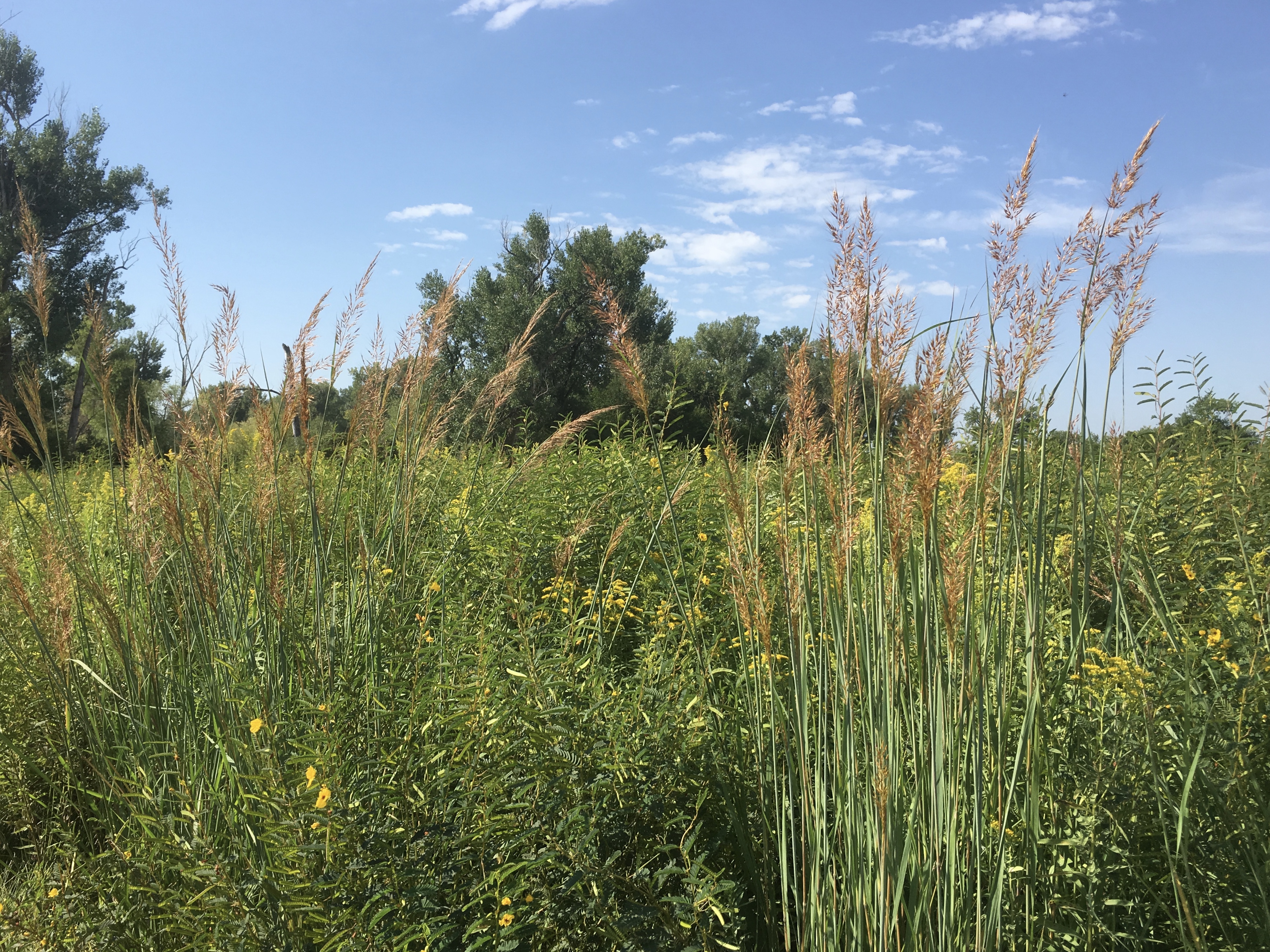 fullsizeoutput_1df98