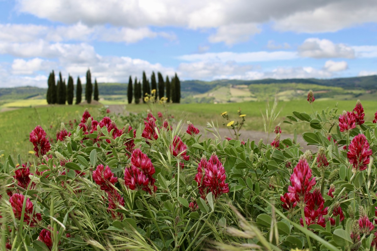 fullsizeoutput_1e4e0