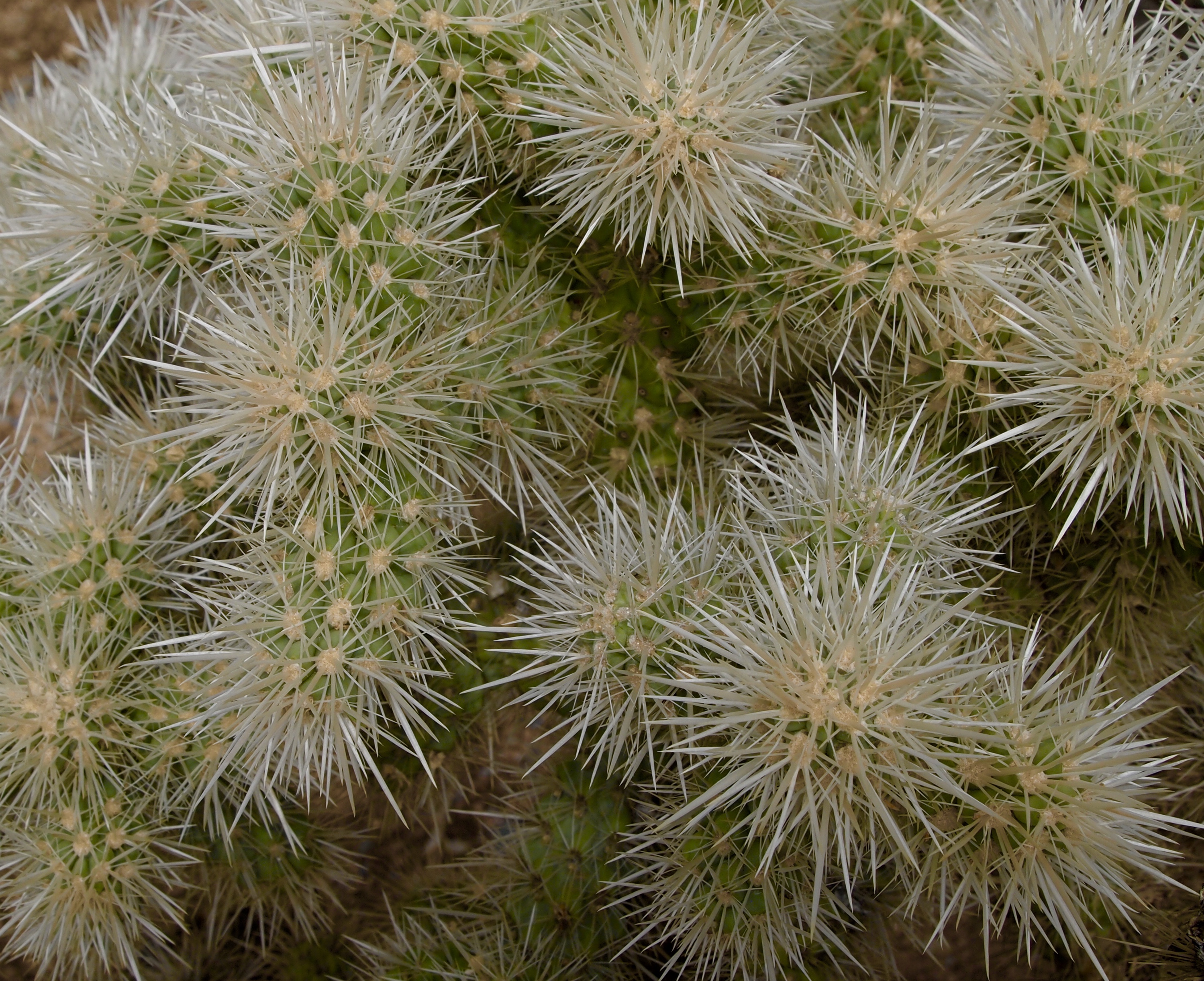 fullsizeoutput_1e67c