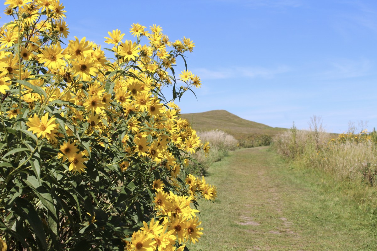 fullsizeoutput_1e73f