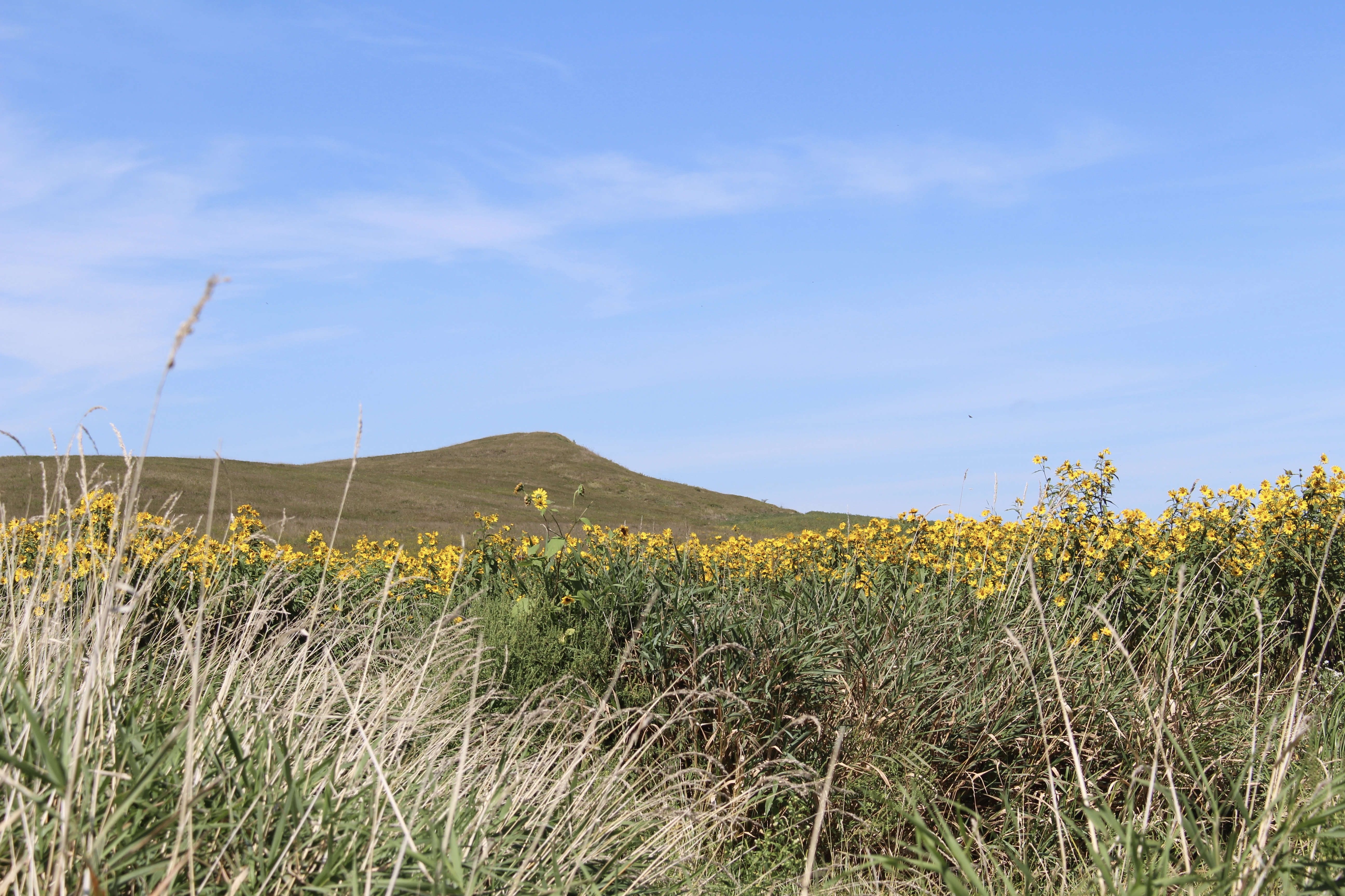 fullsizeoutput_1e741