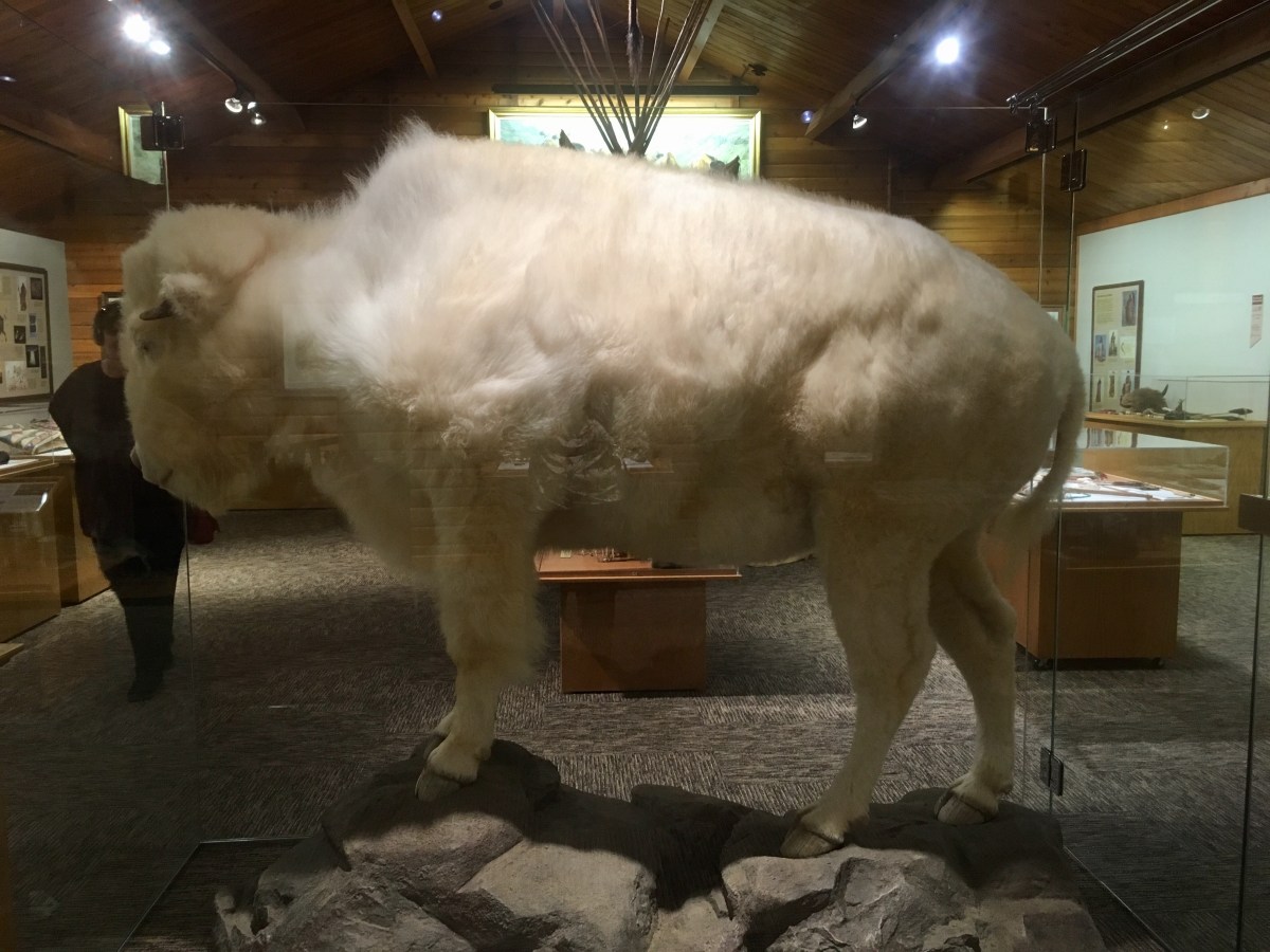 fullsizeoutput_1a517