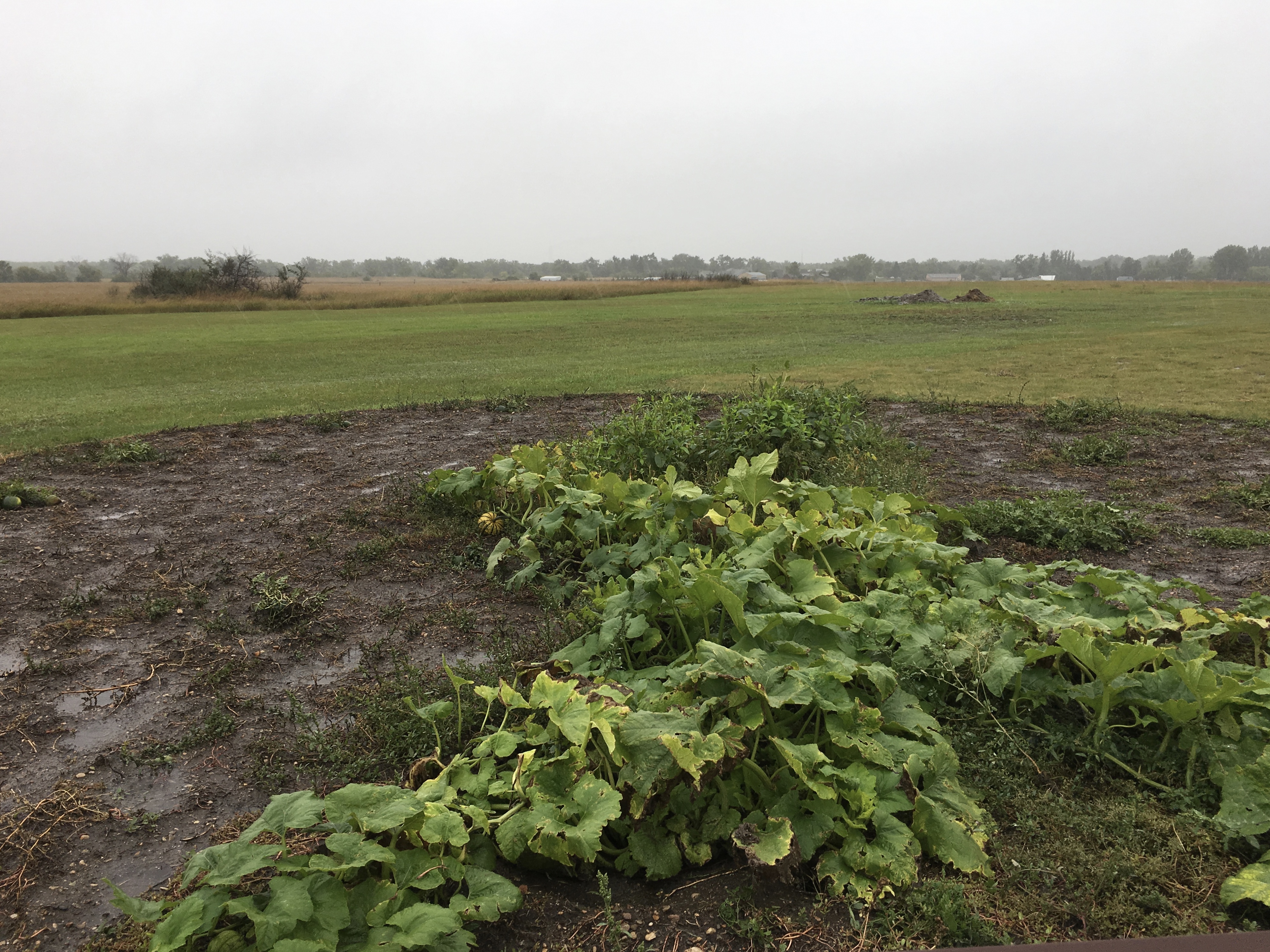 fullsizeoutput_1e3e0