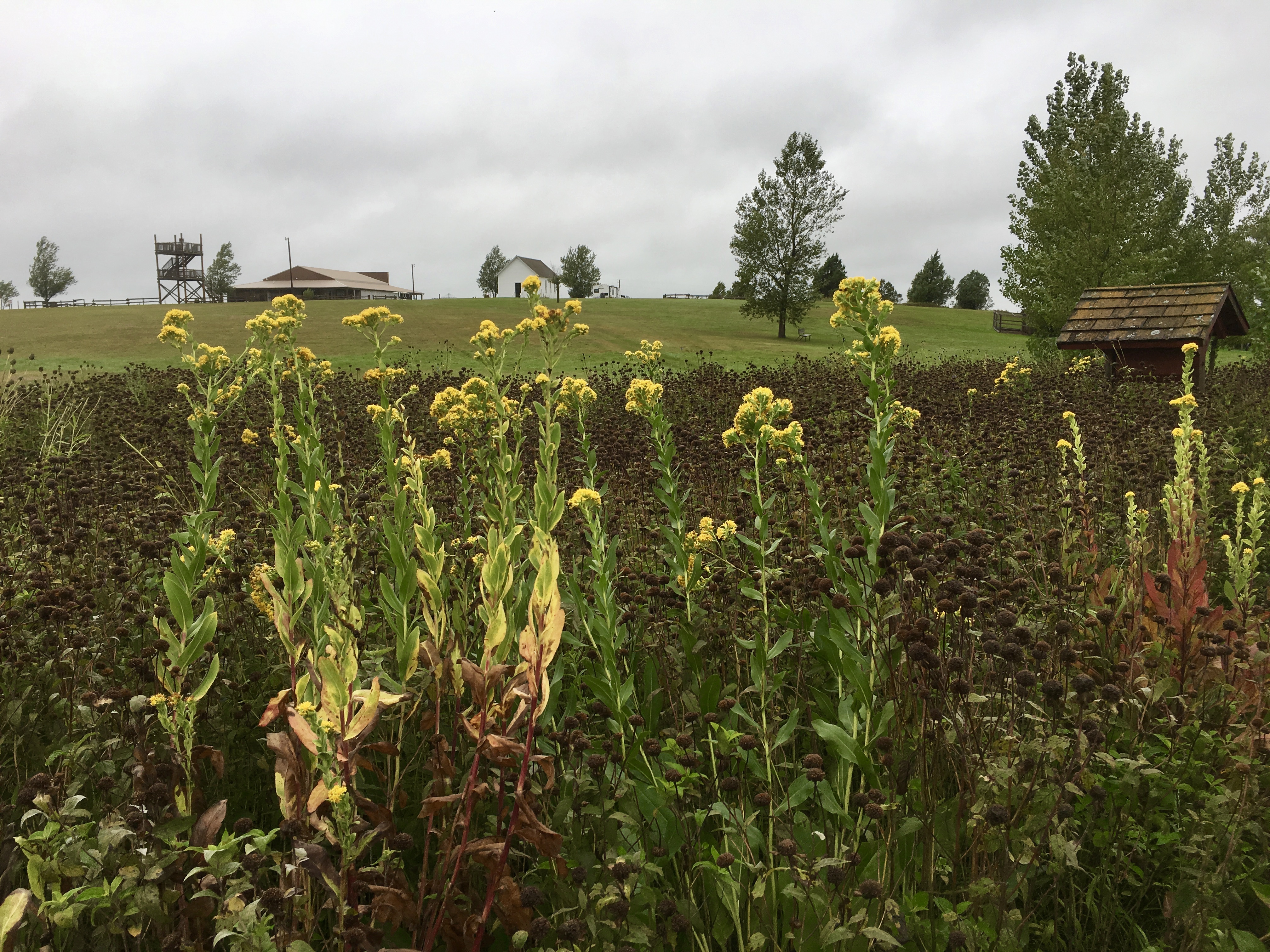 fullsizeoutput_1ed8c