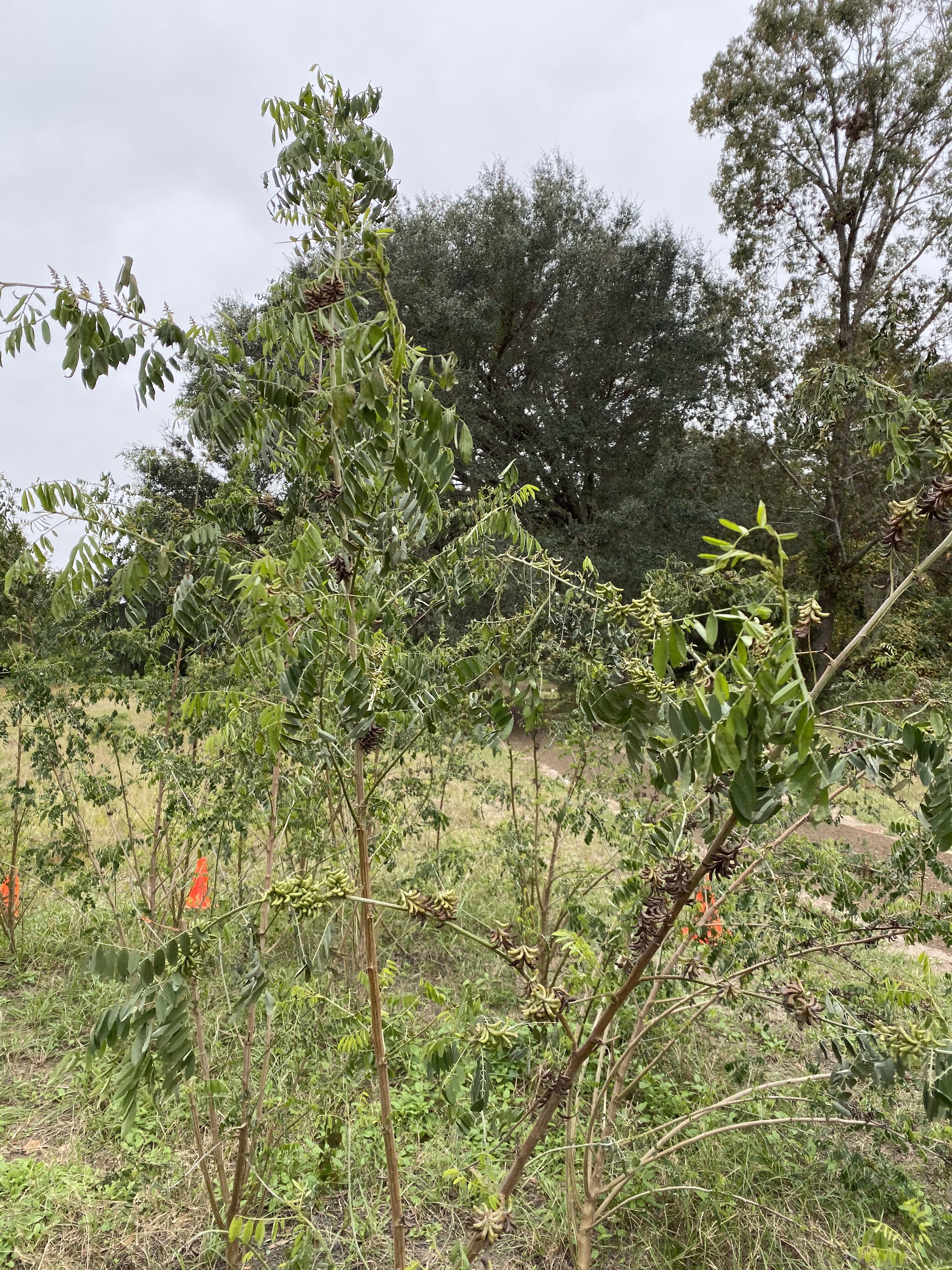 2Fb7EEVzT+m%qgRfey819A