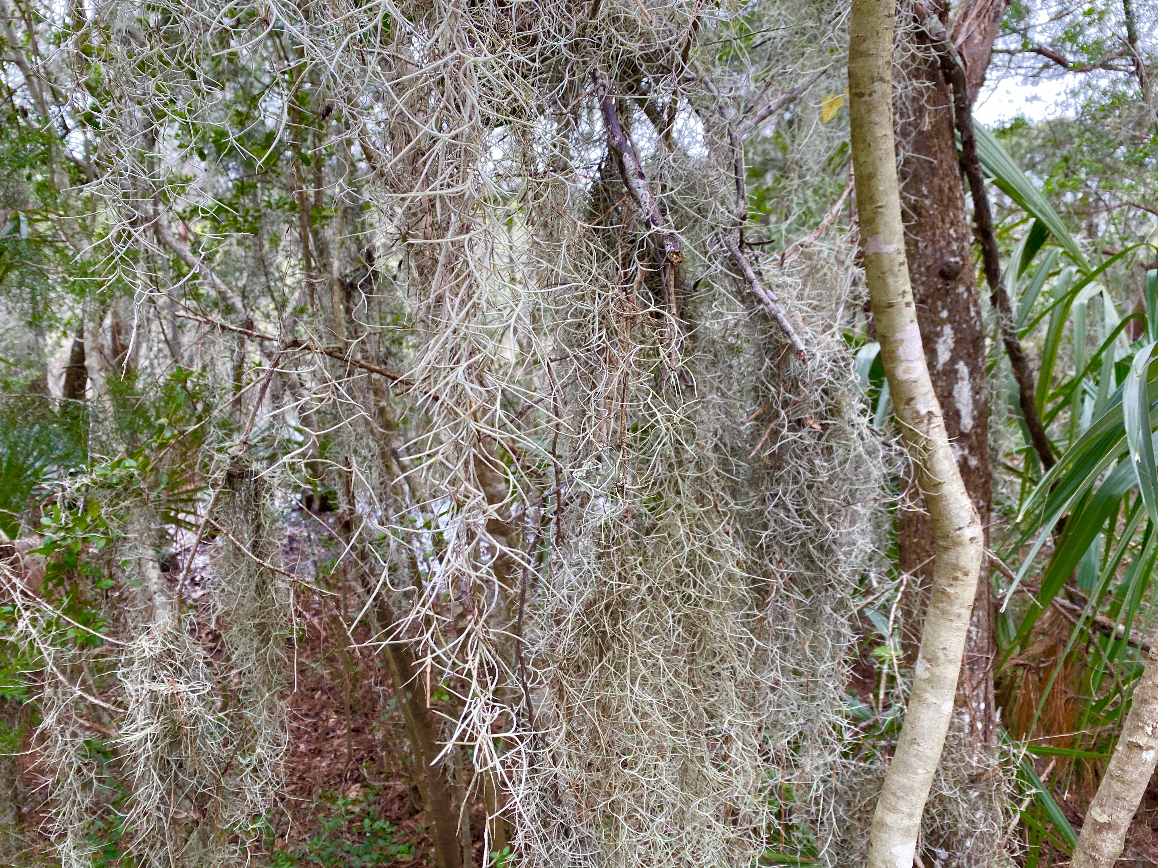 fullsizeoutput_1b1cf