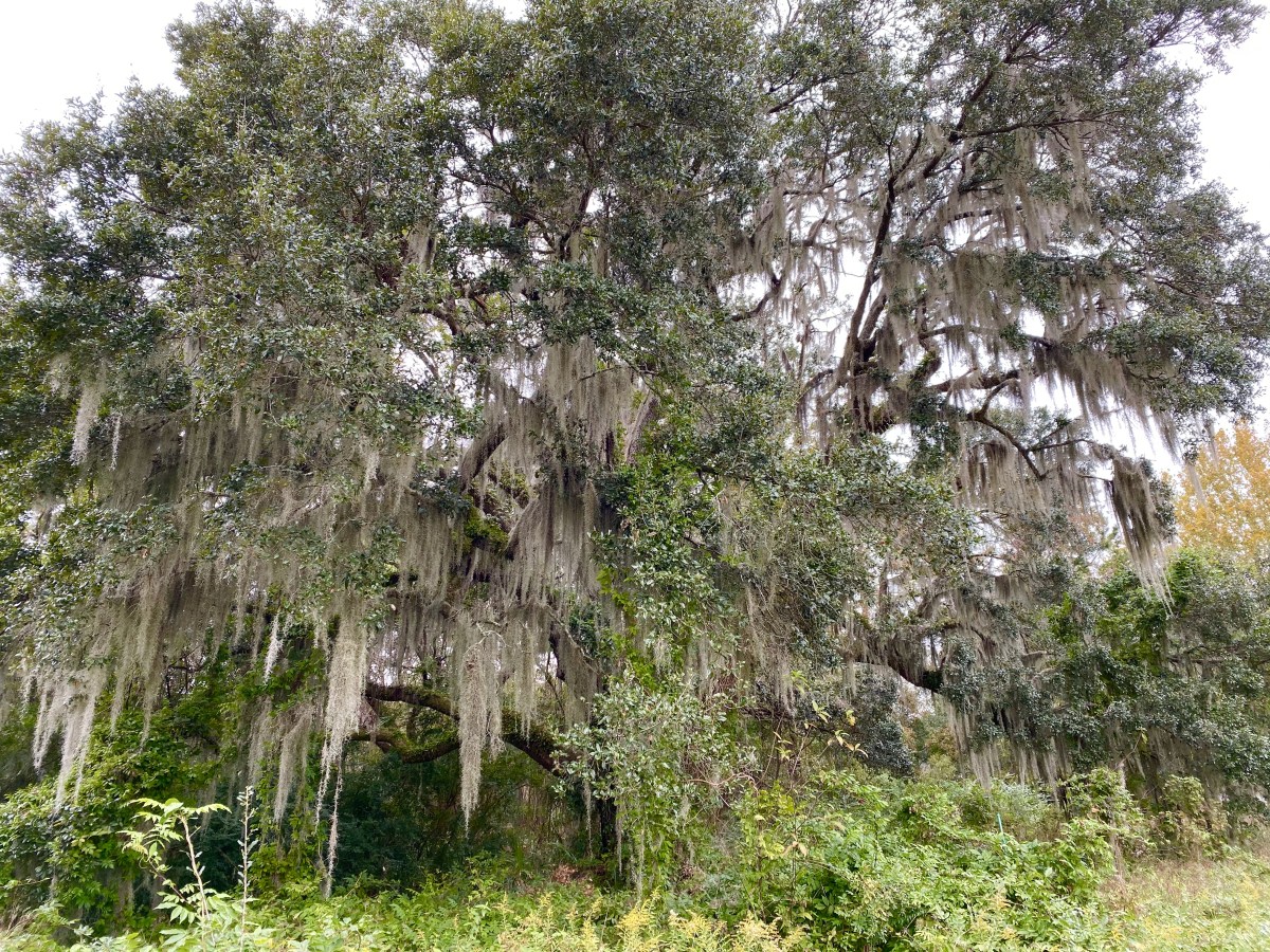 fullsizeoutput_1b1d0