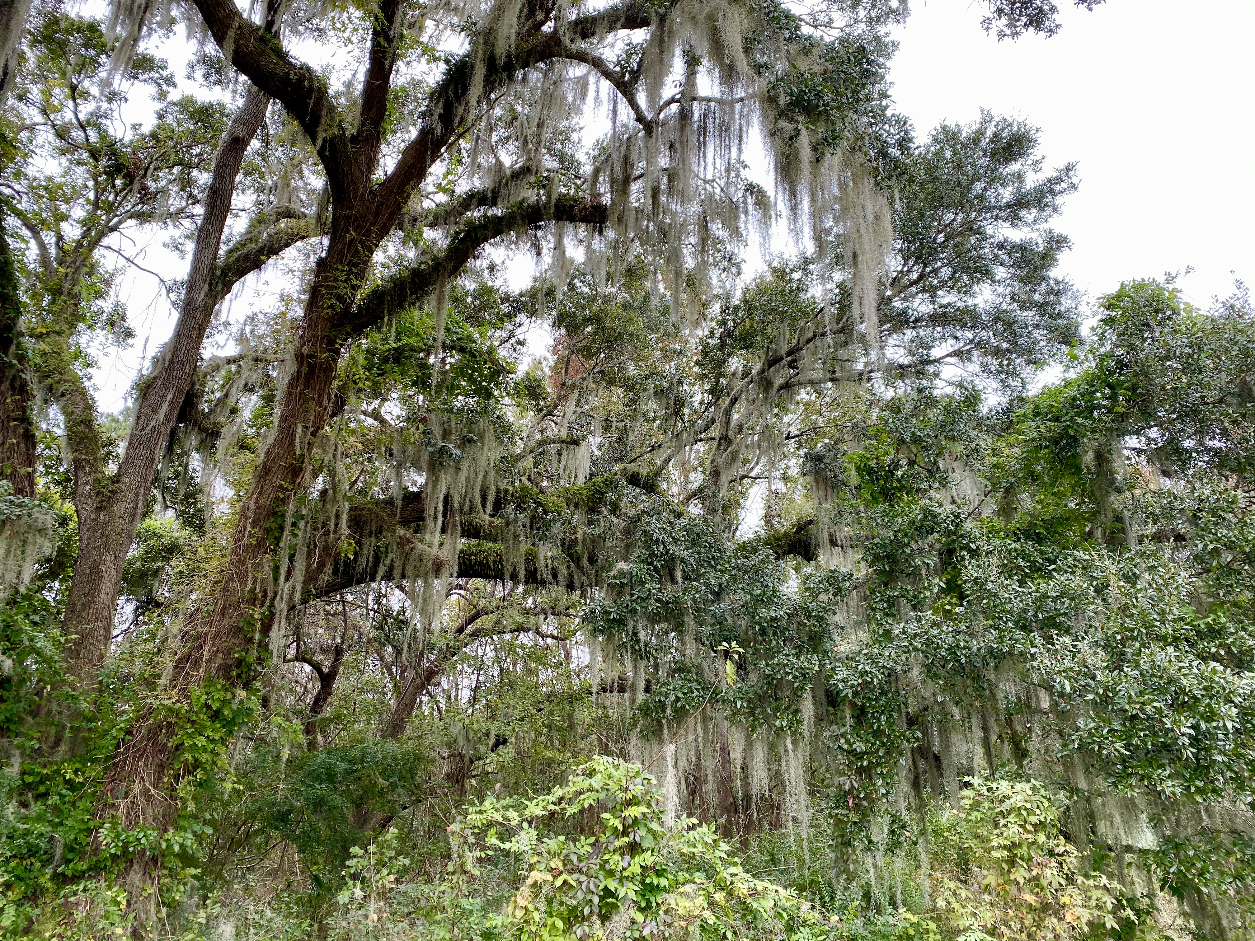 fullsizeoutput_1e672