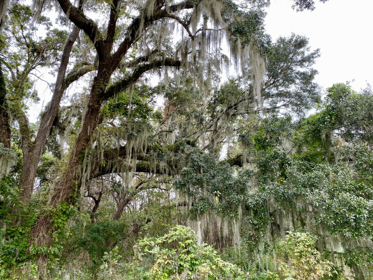 fullsizeoutput_1e672